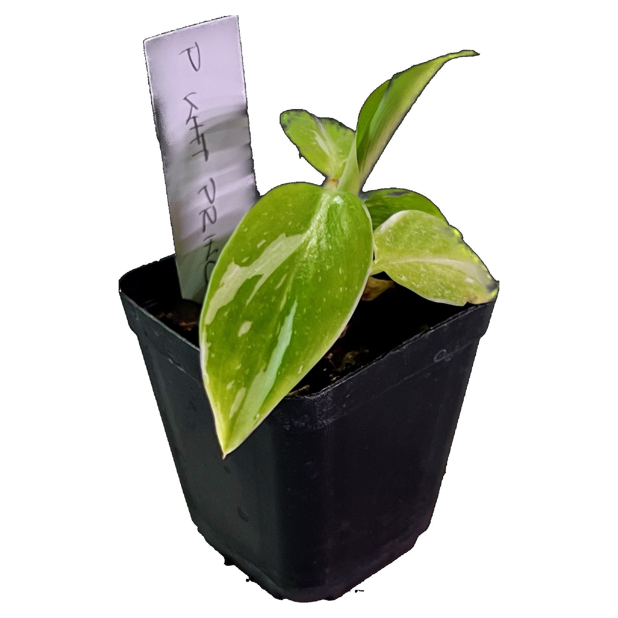 Philodendron White Princess in 2" pot