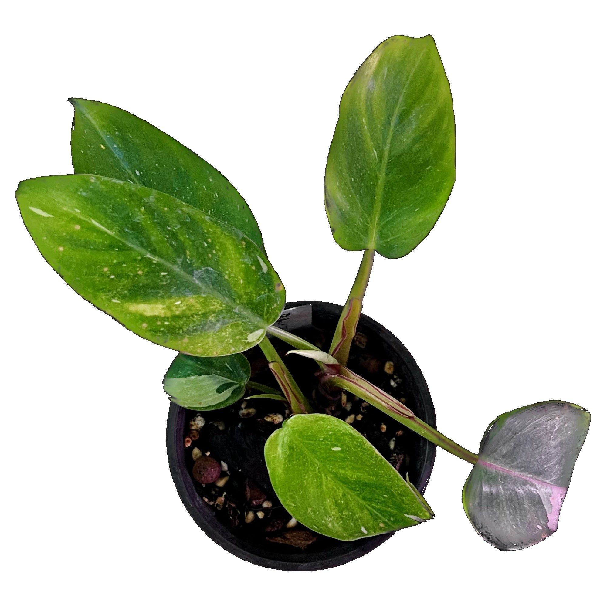 Philodendron White Princess Tricolor in 4" pot