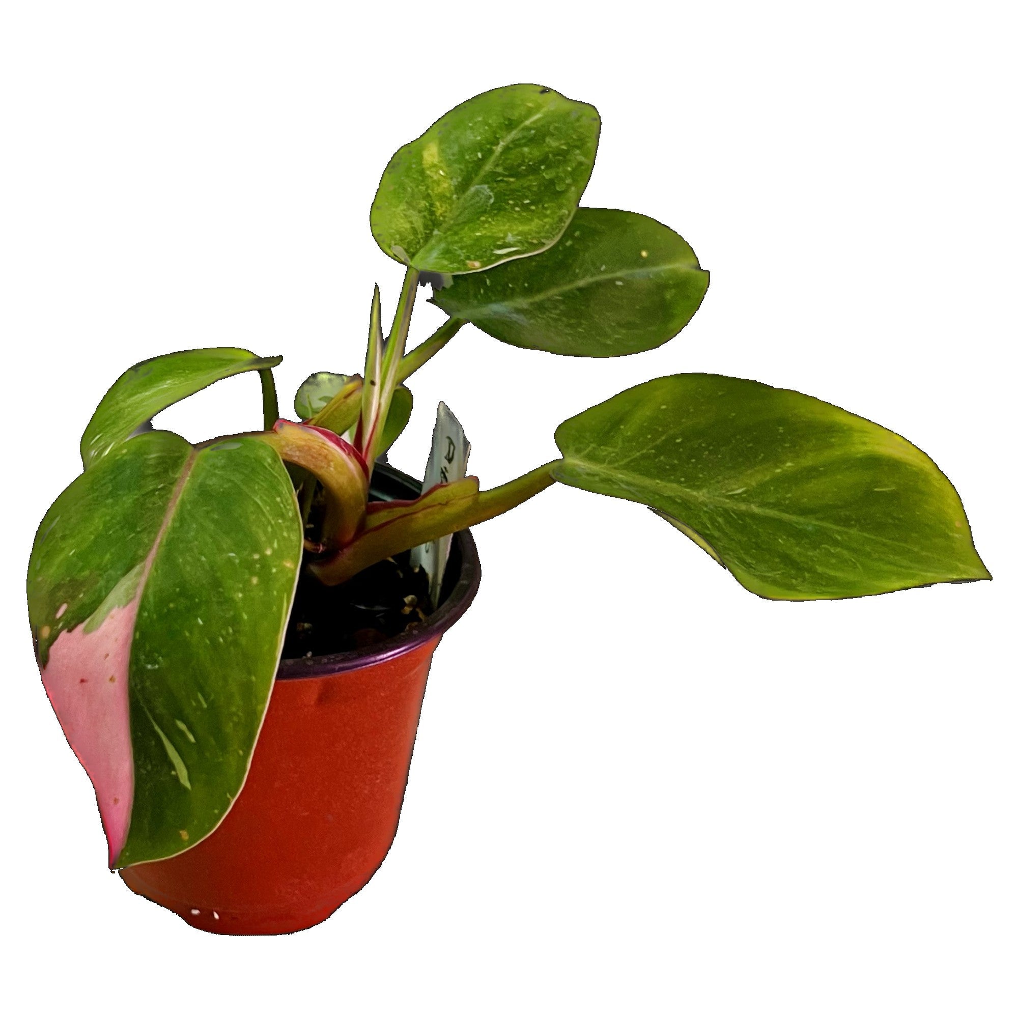 Philodendron White Princess Tricolor in 4" pot