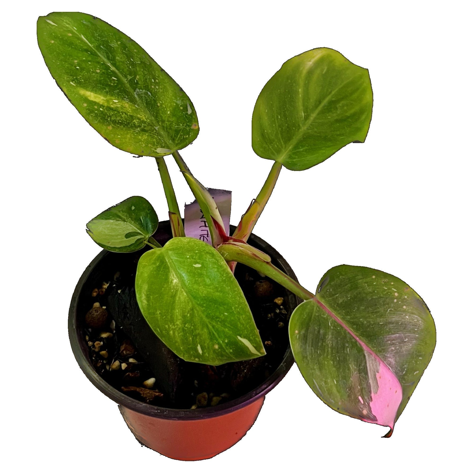 Philodendron White Princess Tricolor in 4" pot