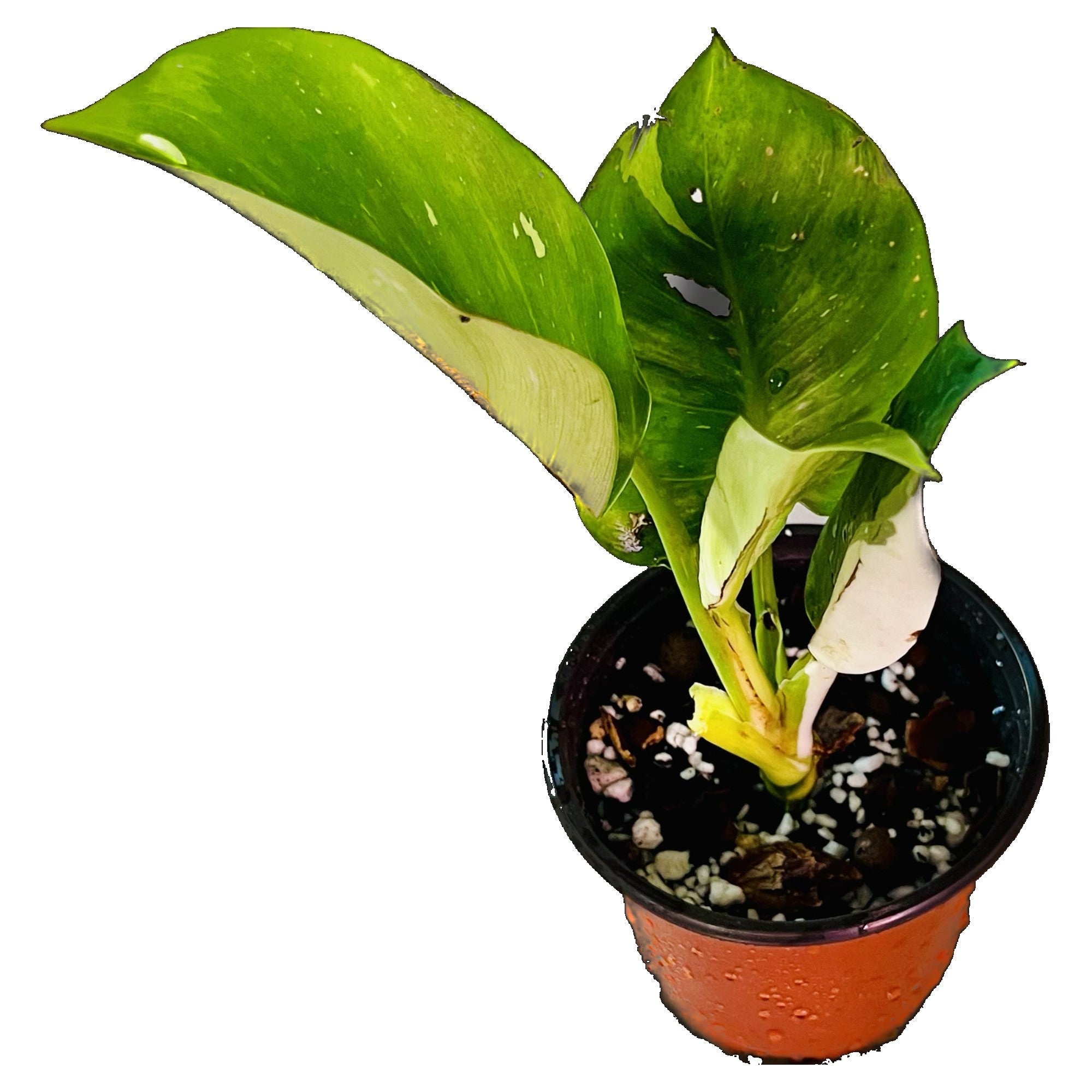 Philodendron White Wizard in 4" pot