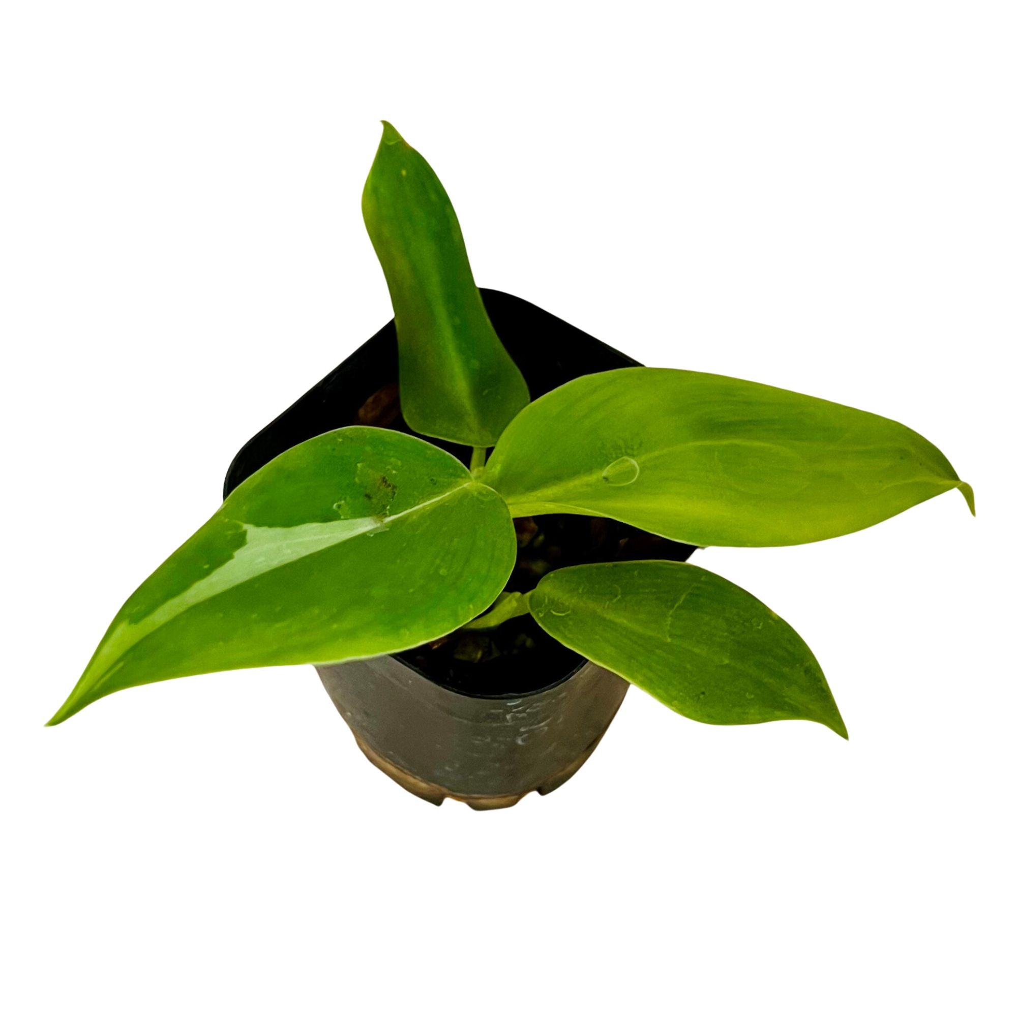 Philodendron White Wizard in 2" pot