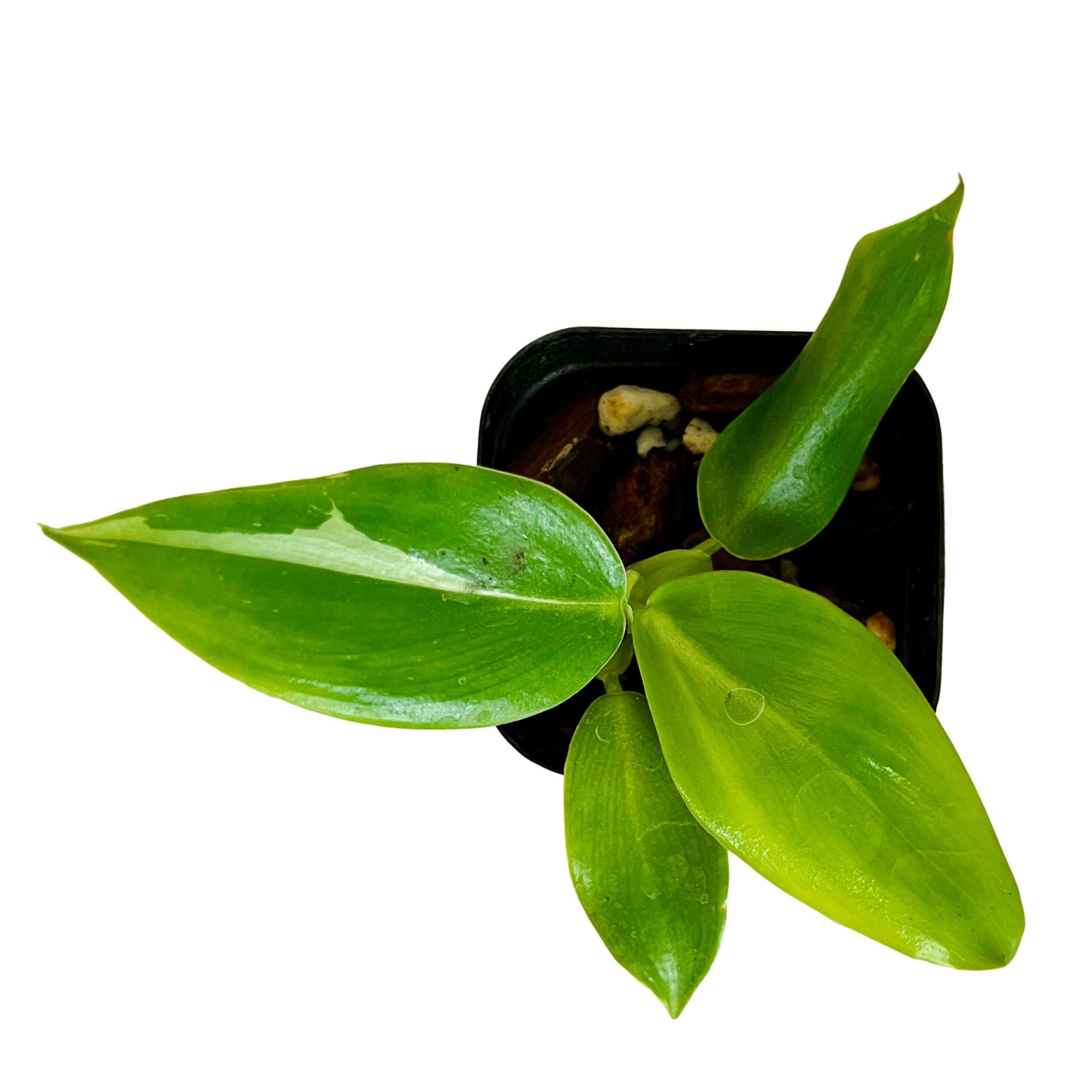 Philodendron White Wizard in 2" pot