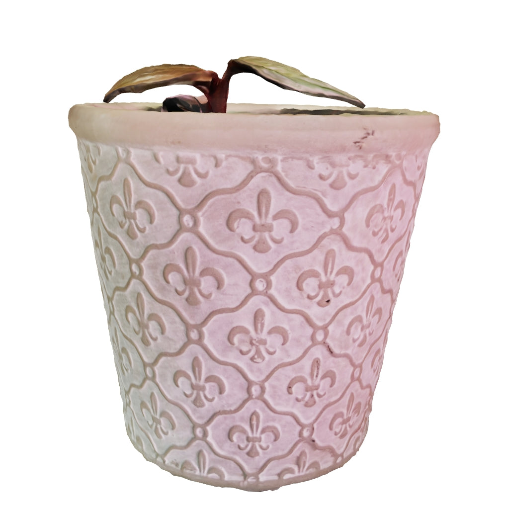 Philodendron Marble Pink Princess - Starter