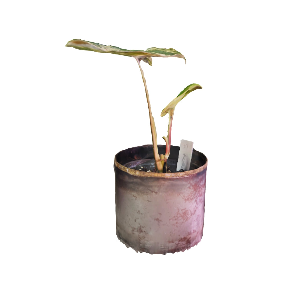 Syngonium Aurea - Small