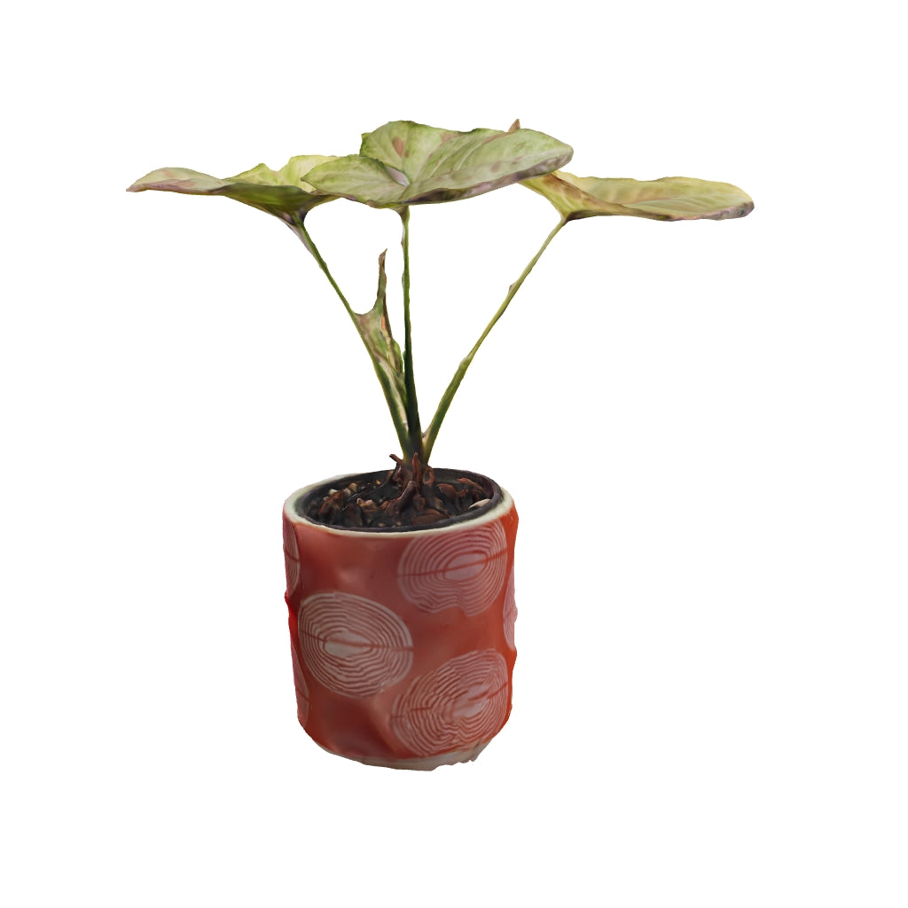 Syngonium Mojito - Small