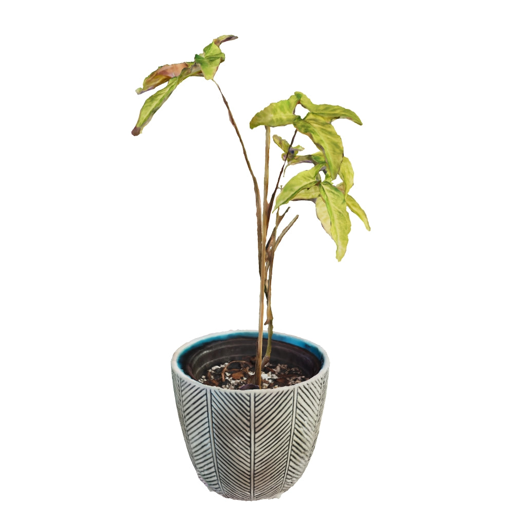 Estrellita Syngonium - Mediana