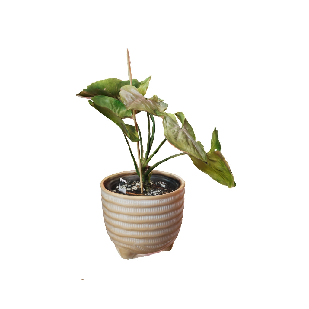 Syngonium Mango Allusion - Medium