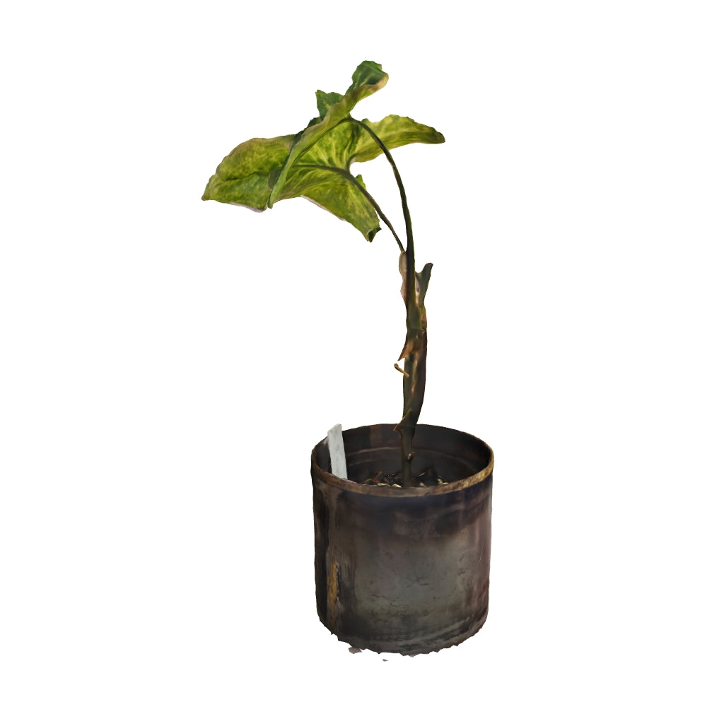 Syngonium Three Kings - Small