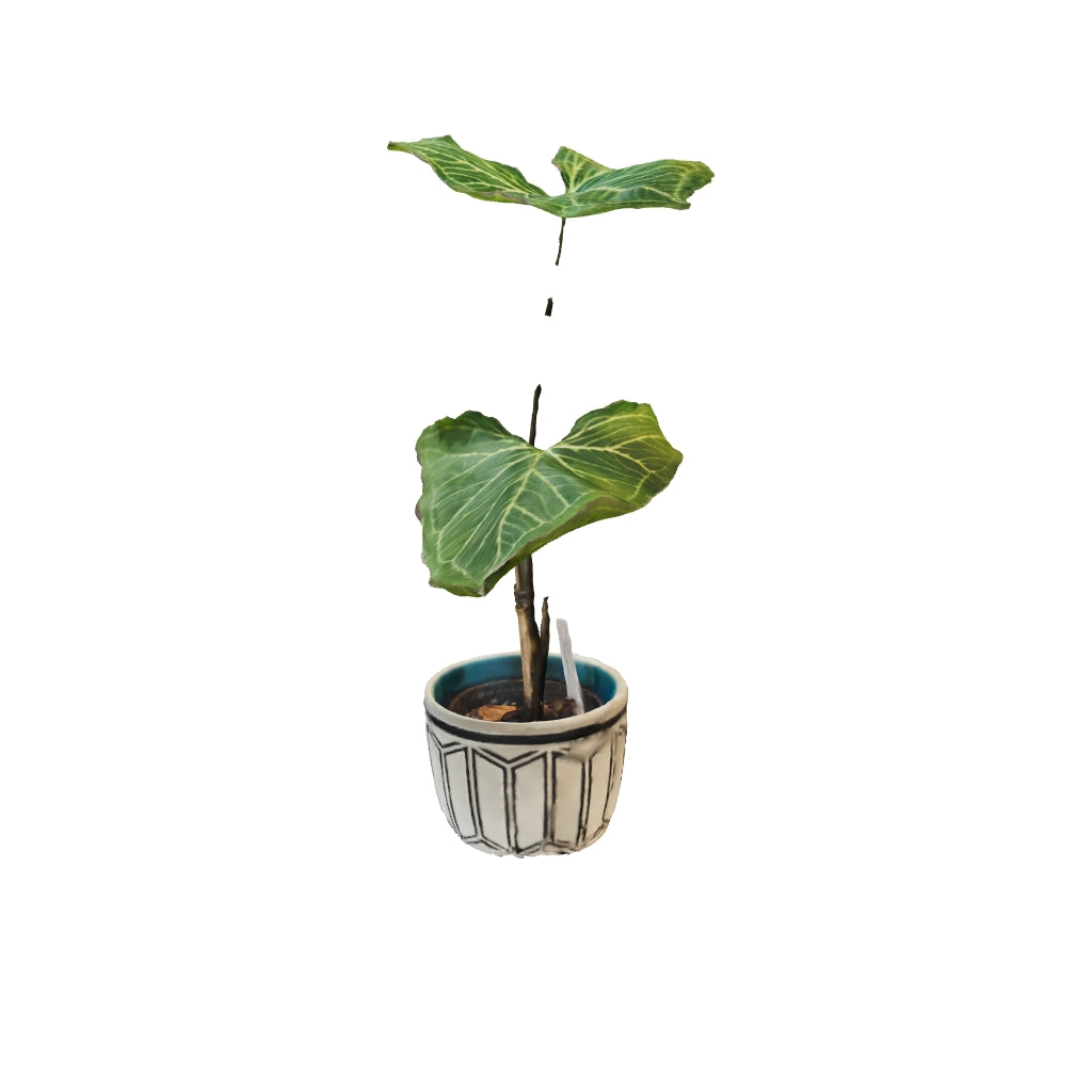 Syngonium Batik - Small