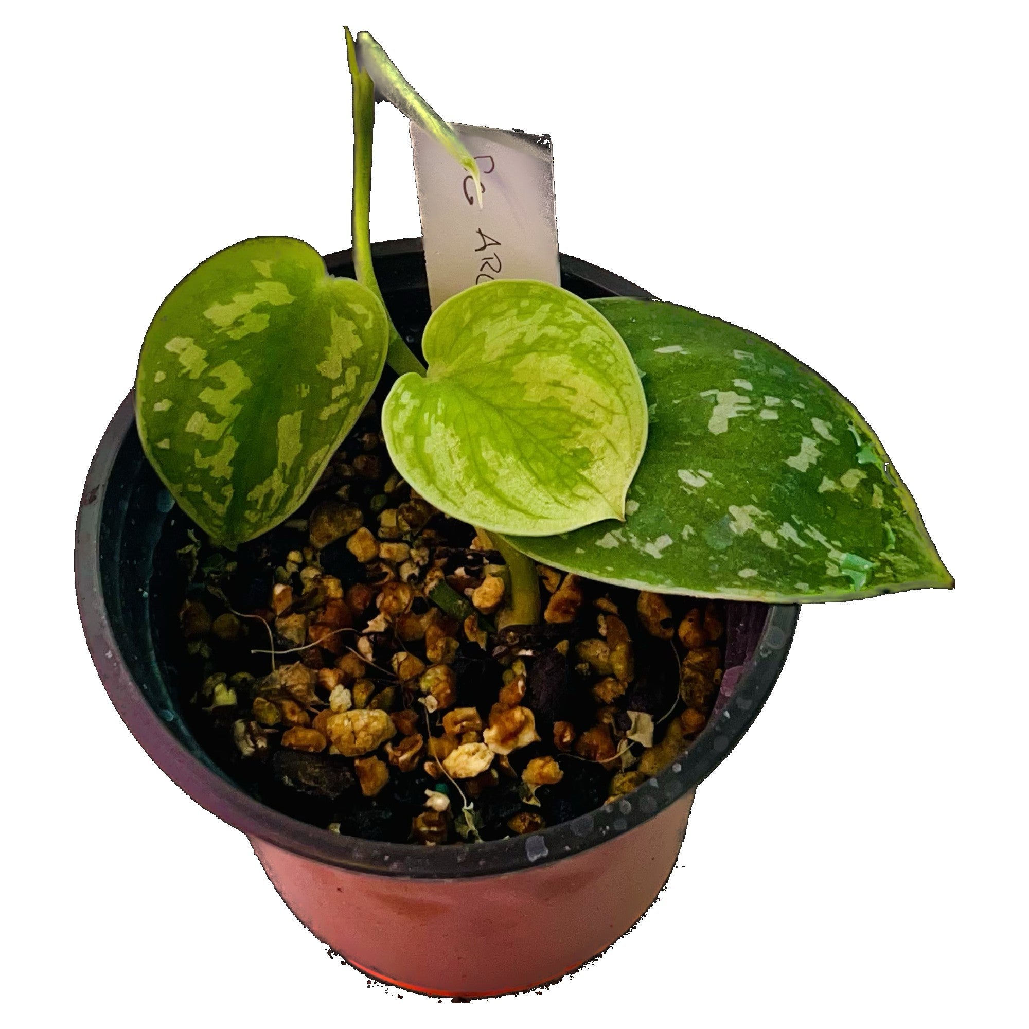 Scindapsus Argyraeus in 4" pot