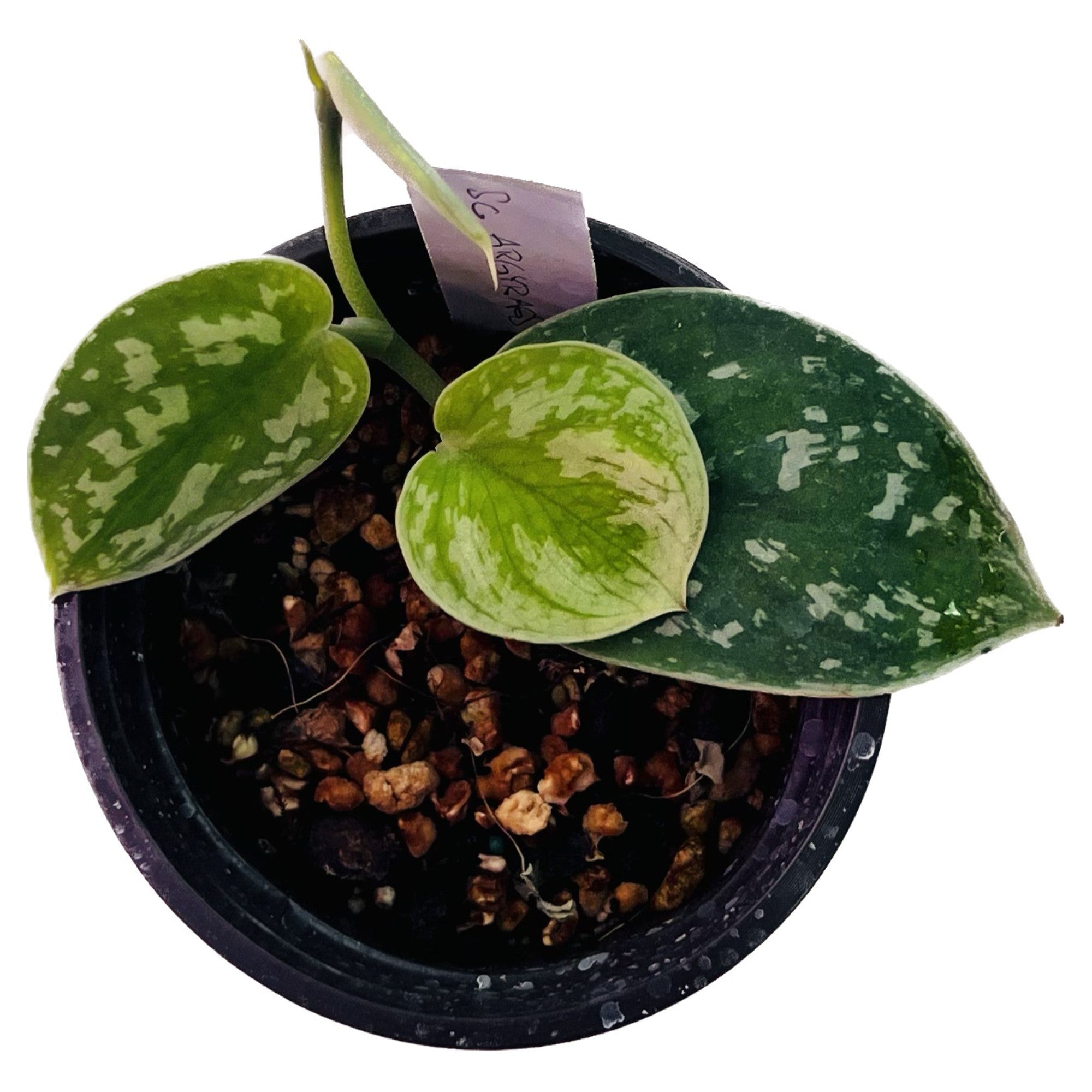 Scindapsus Argyraeus in 4" pot