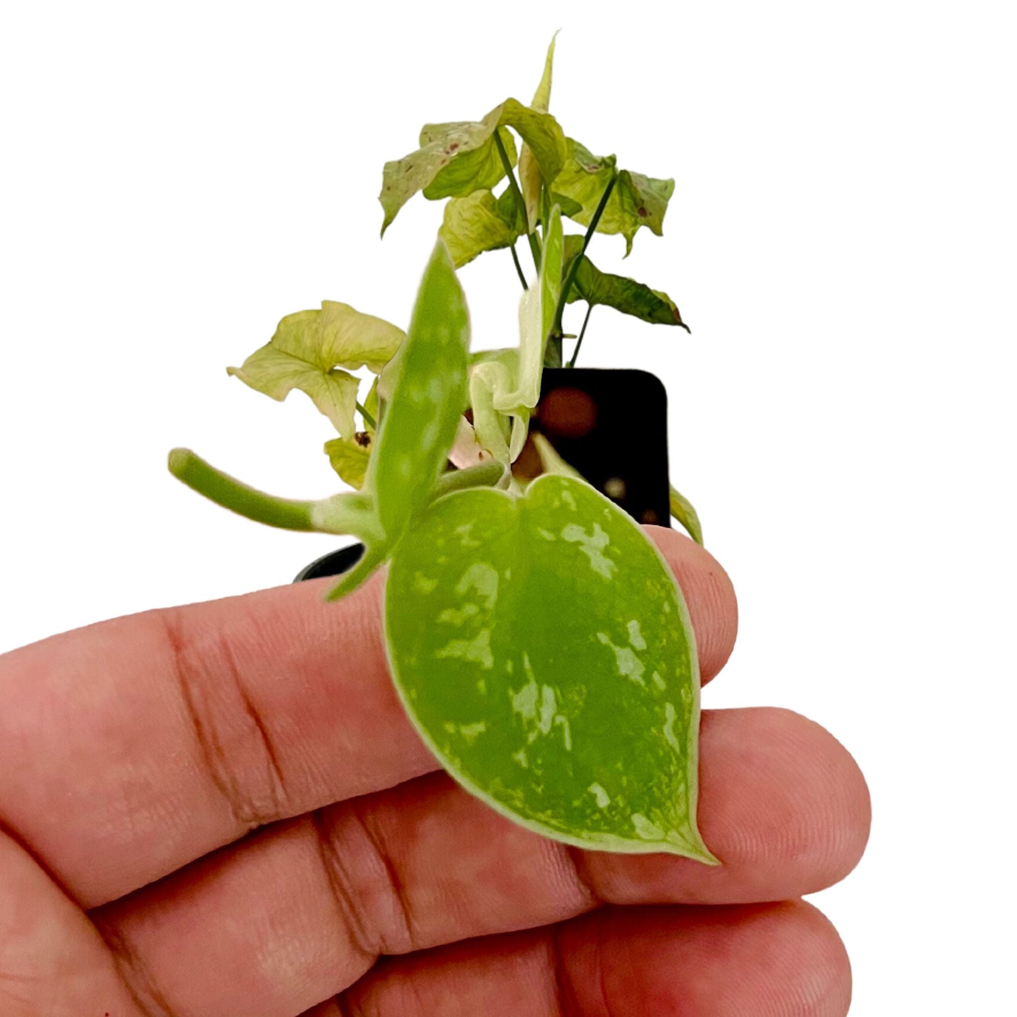 Scindapsus Argyraeus in 2" pot