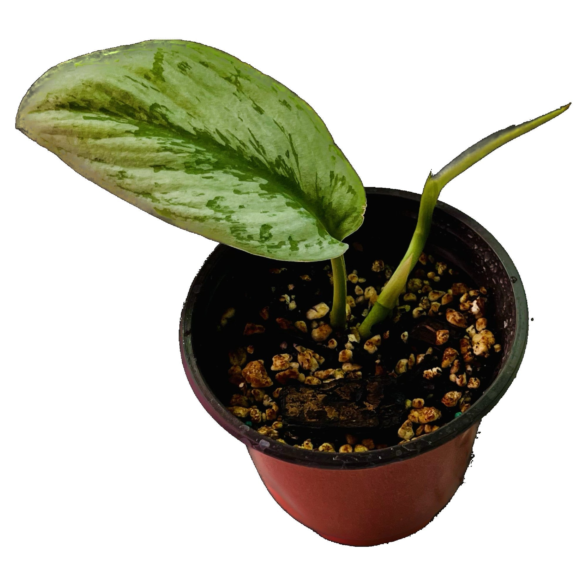 Scindapsus Exotica in 4" pot