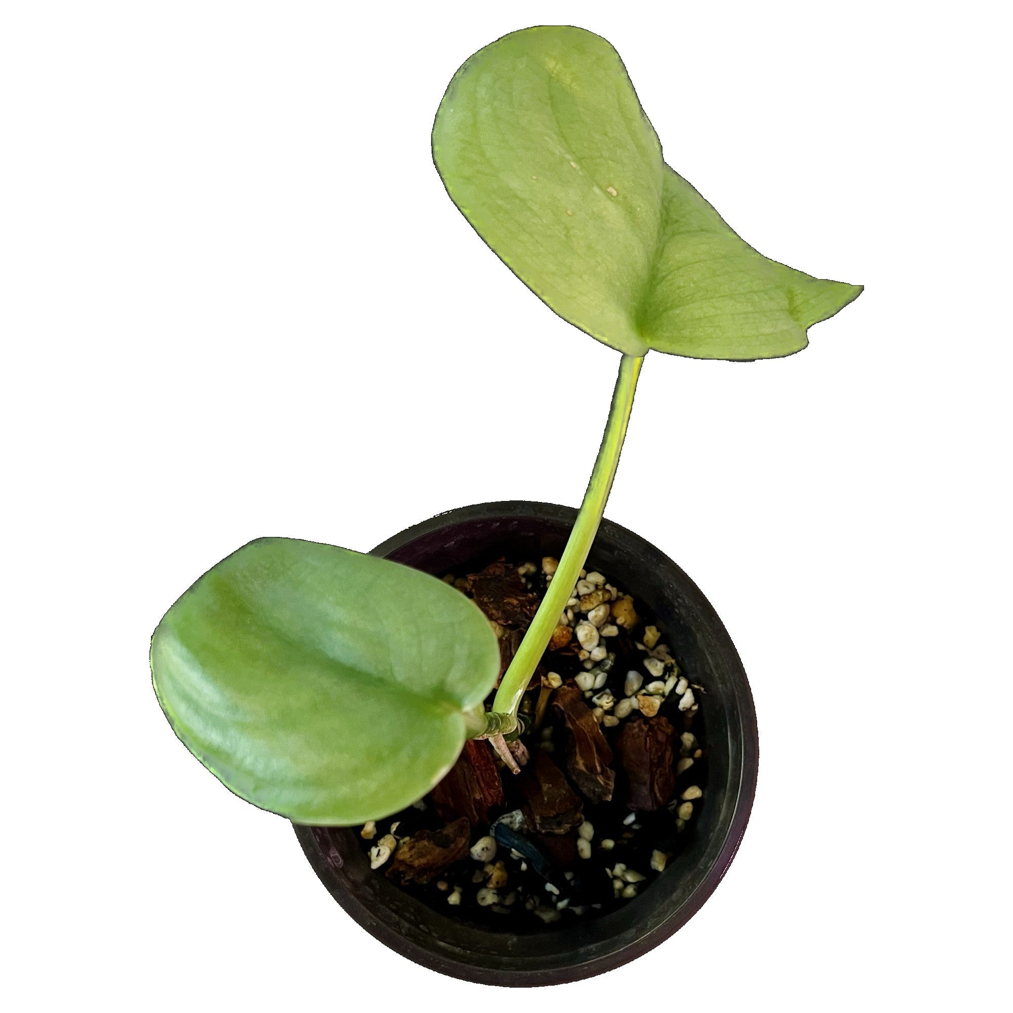 Scindapsus Silver Hero in 4" pot