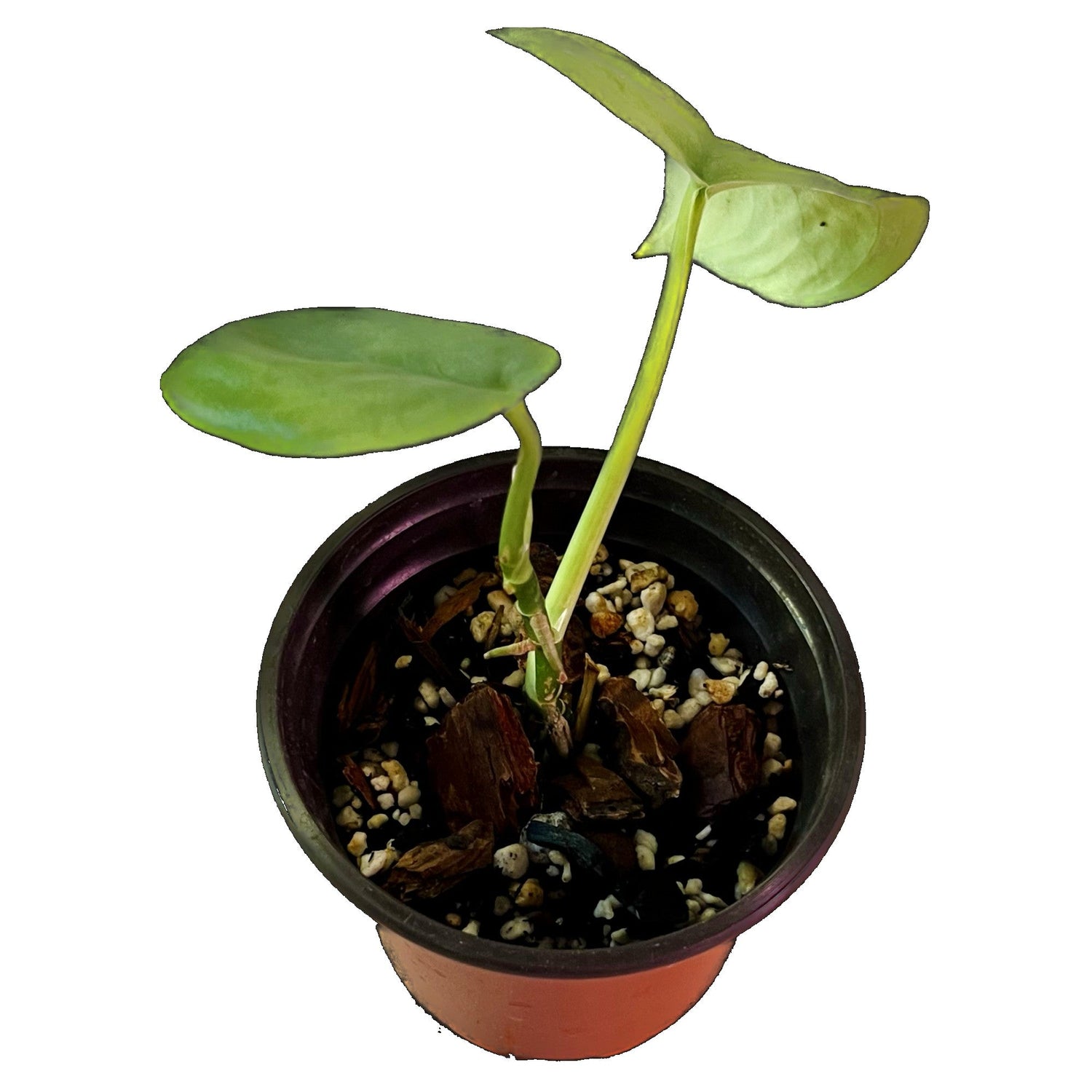 Scindapsus Silver Hero in 4" pot