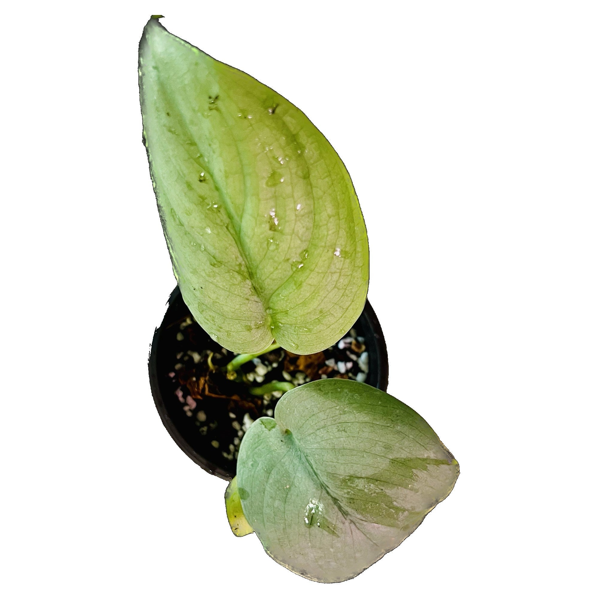Scindapsus Silver Platinum in 4" pot