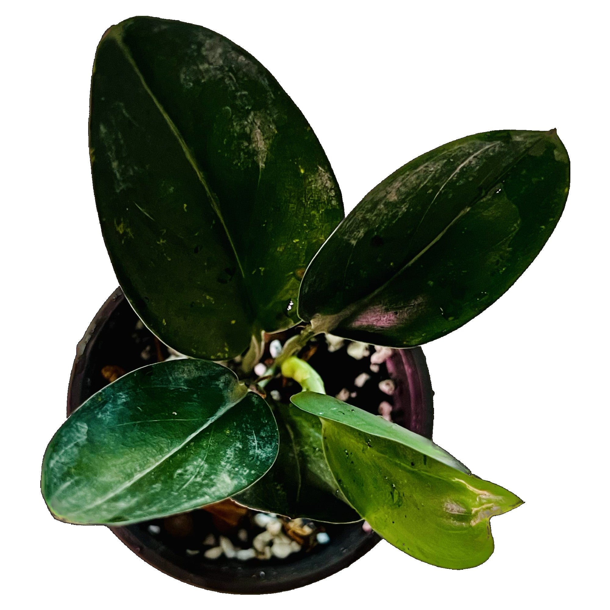 Scindapsus Treubii Dark in 4" pot