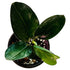 Scindapsus Treubii Dark in 4" pot