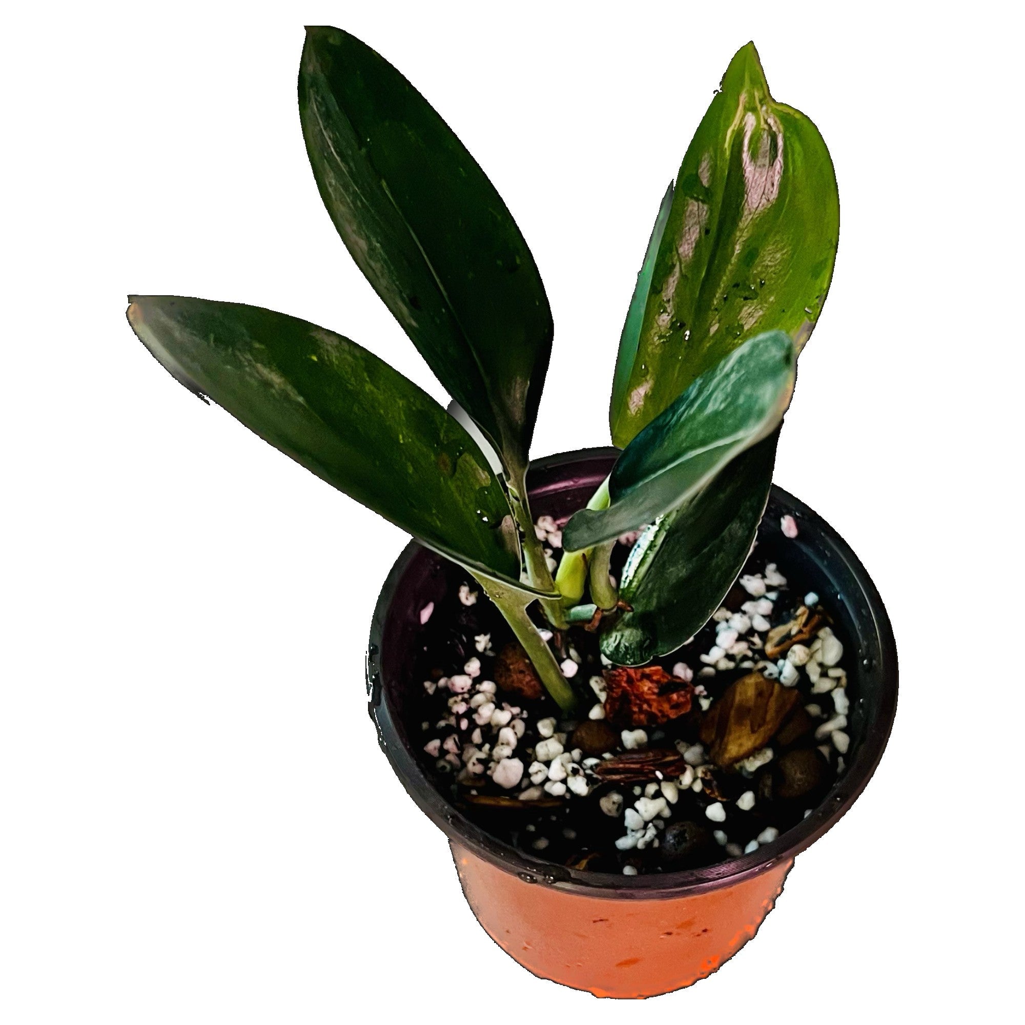 Scindapsus Treubii Dark in 4" pot