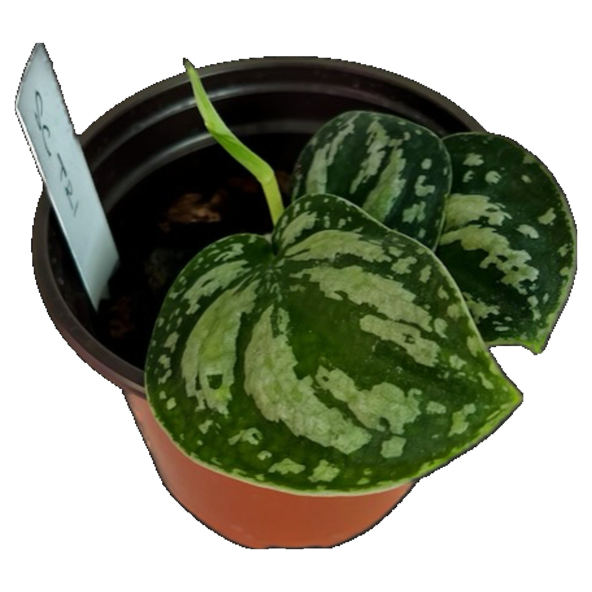 Scindapsus Tri-color Borneo in 4" pot