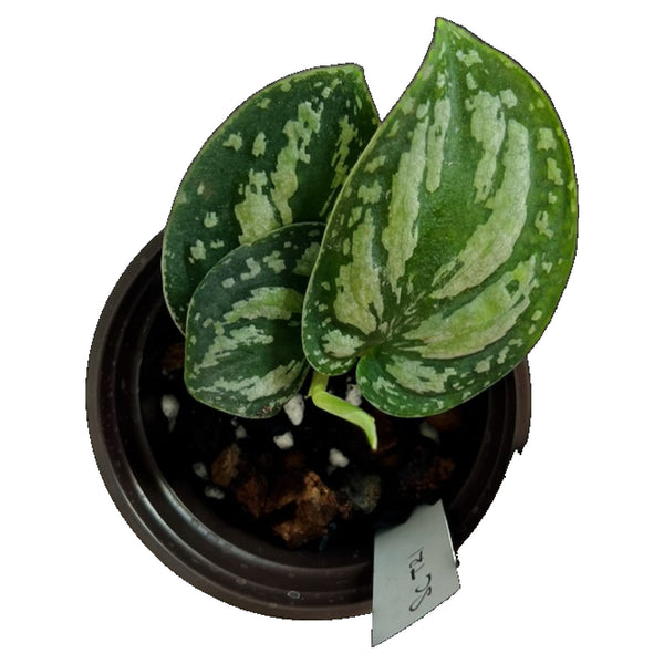 Scindapsus Tricolor Borneo - Pequeño Scindapsus Tricolor Borneo - Pequeño