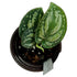 Scindapsus Tri-color Borneo in 4" pot