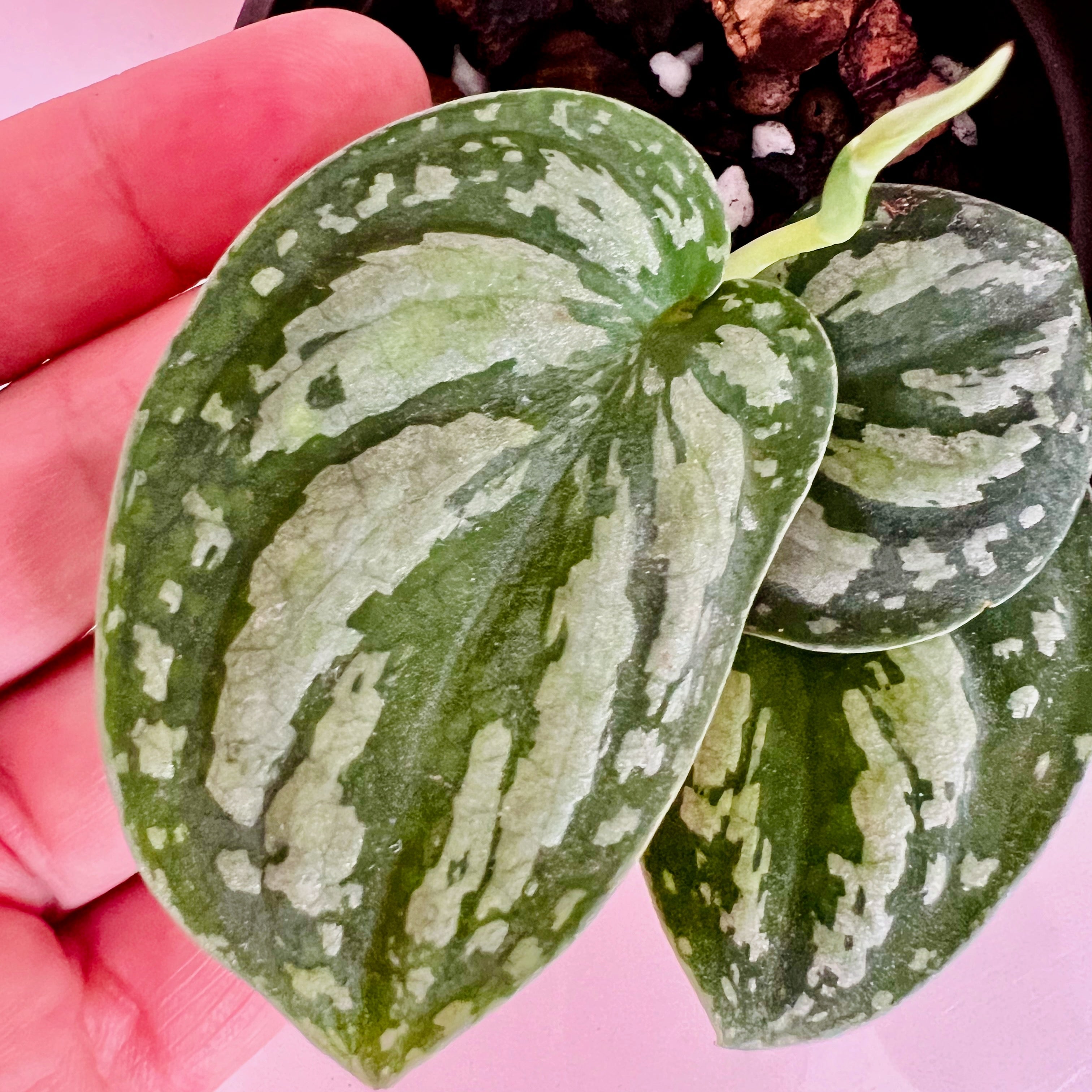 Scindapsus Tri-color Borneo in 4" pot