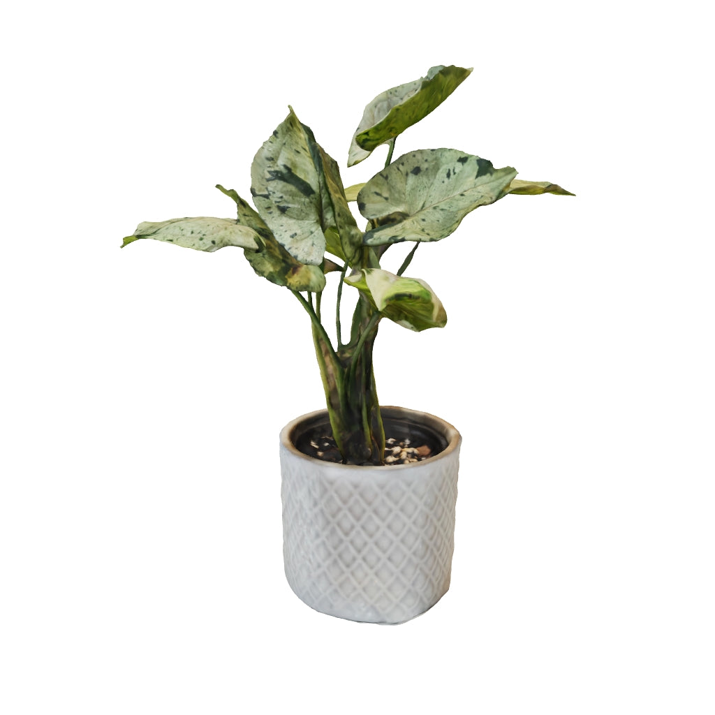 Splash verde Syngonium - Pequeño
