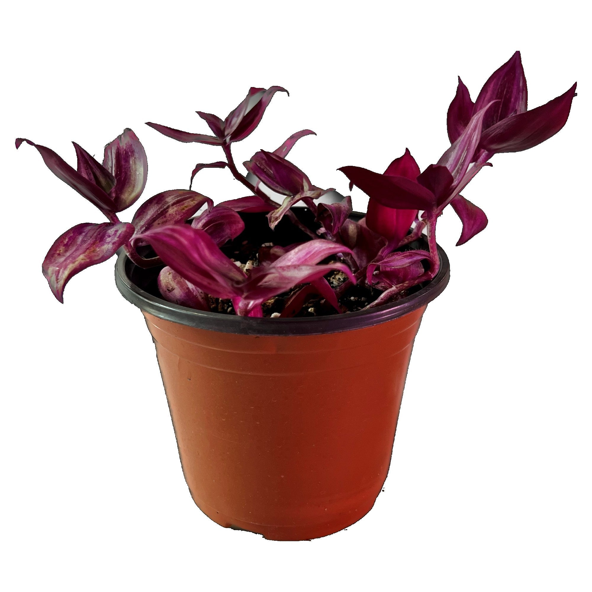 Silver Inch Plant in 6" pot