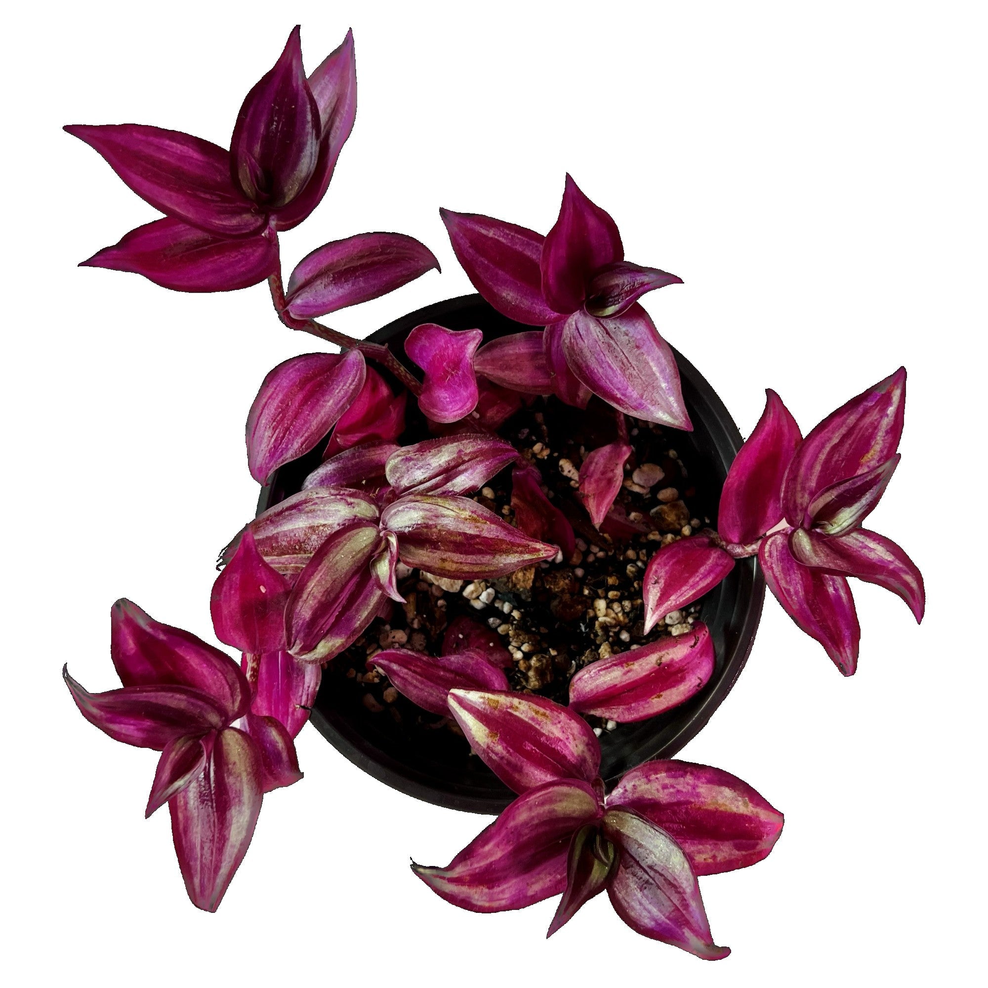 Silver Inch Plant in 6" pot