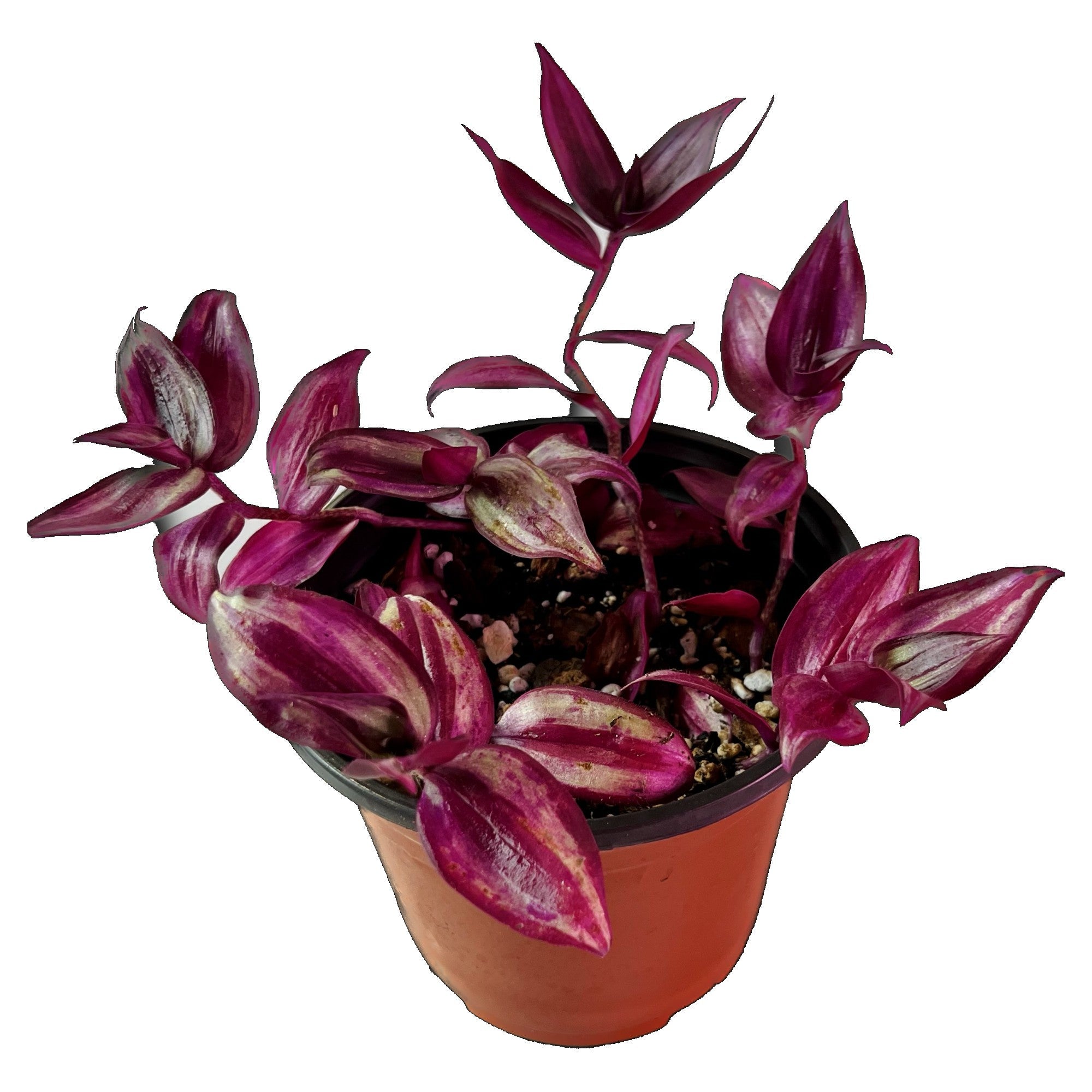 Silver Inch Plant in 6" pot