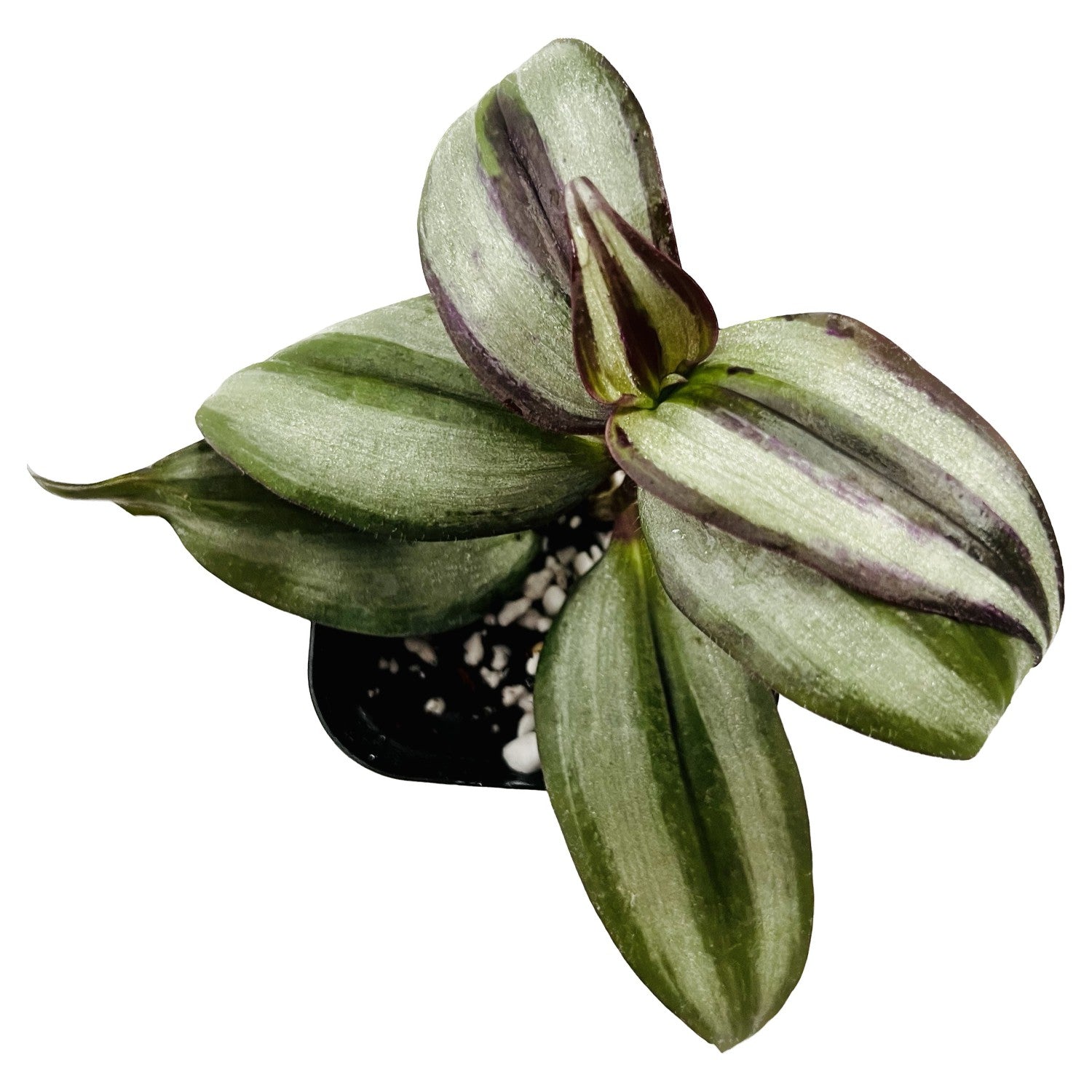 Silver Inch Plant in 2" pot