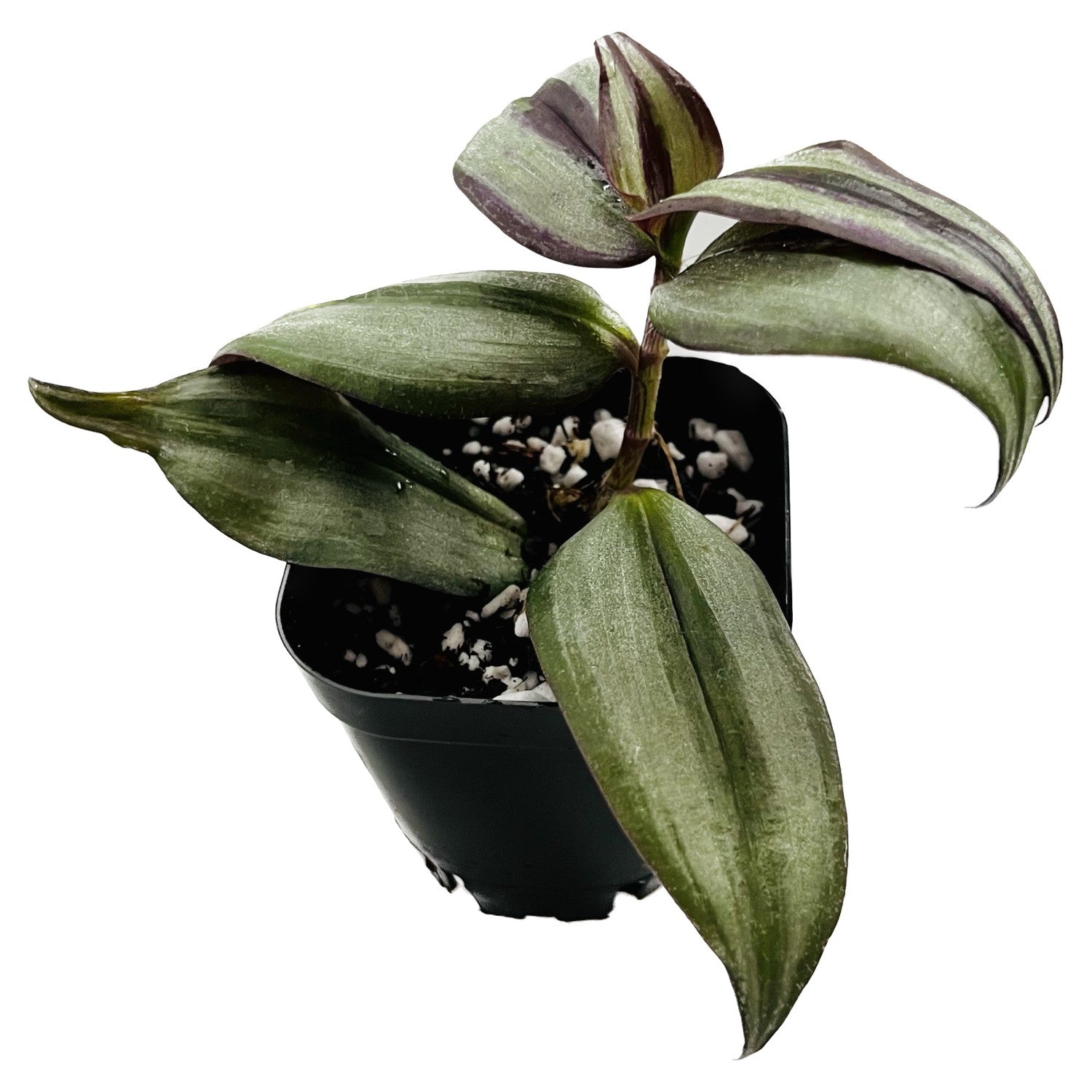 Silver Inch Plant in 2" pot