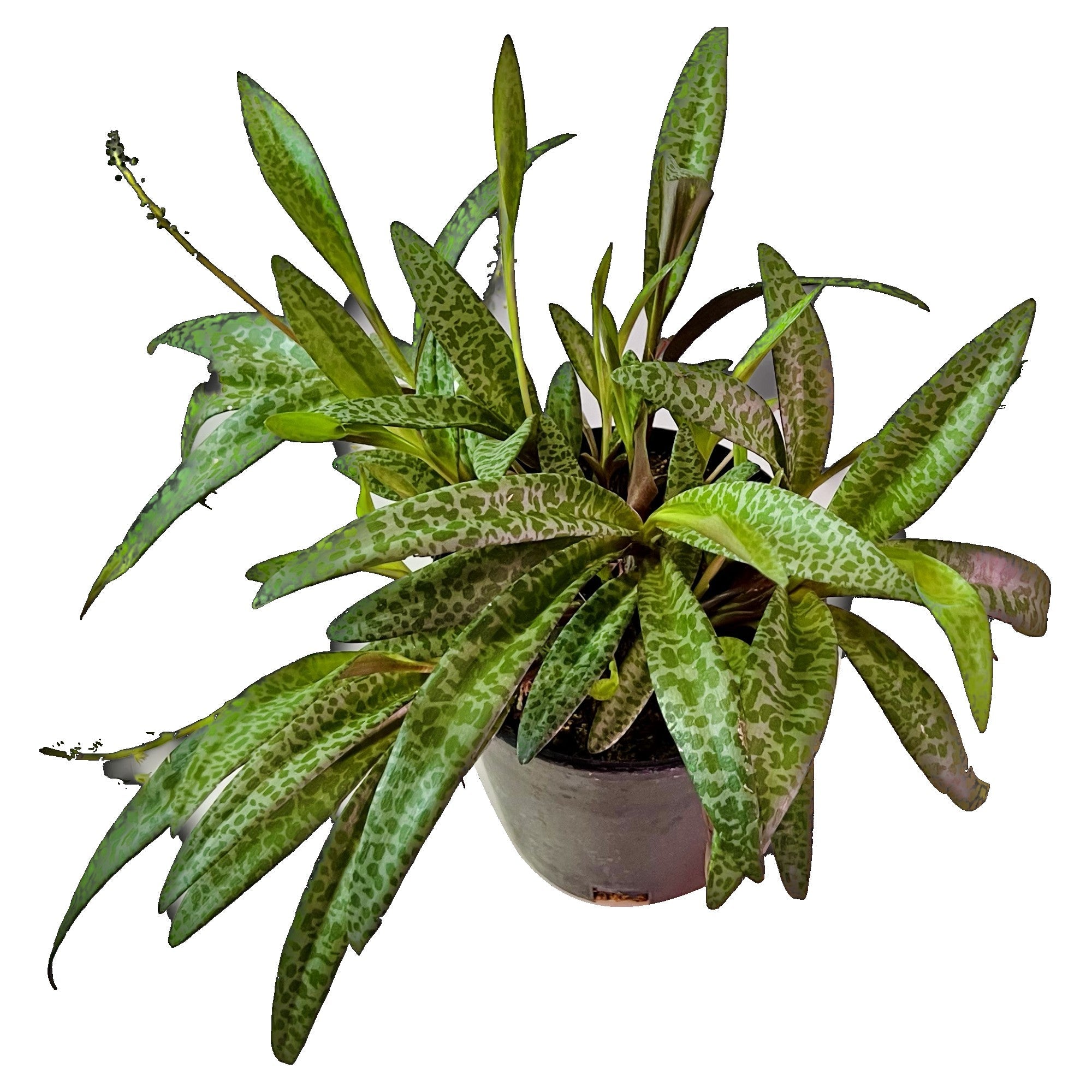 Silver Squill - Extra Large