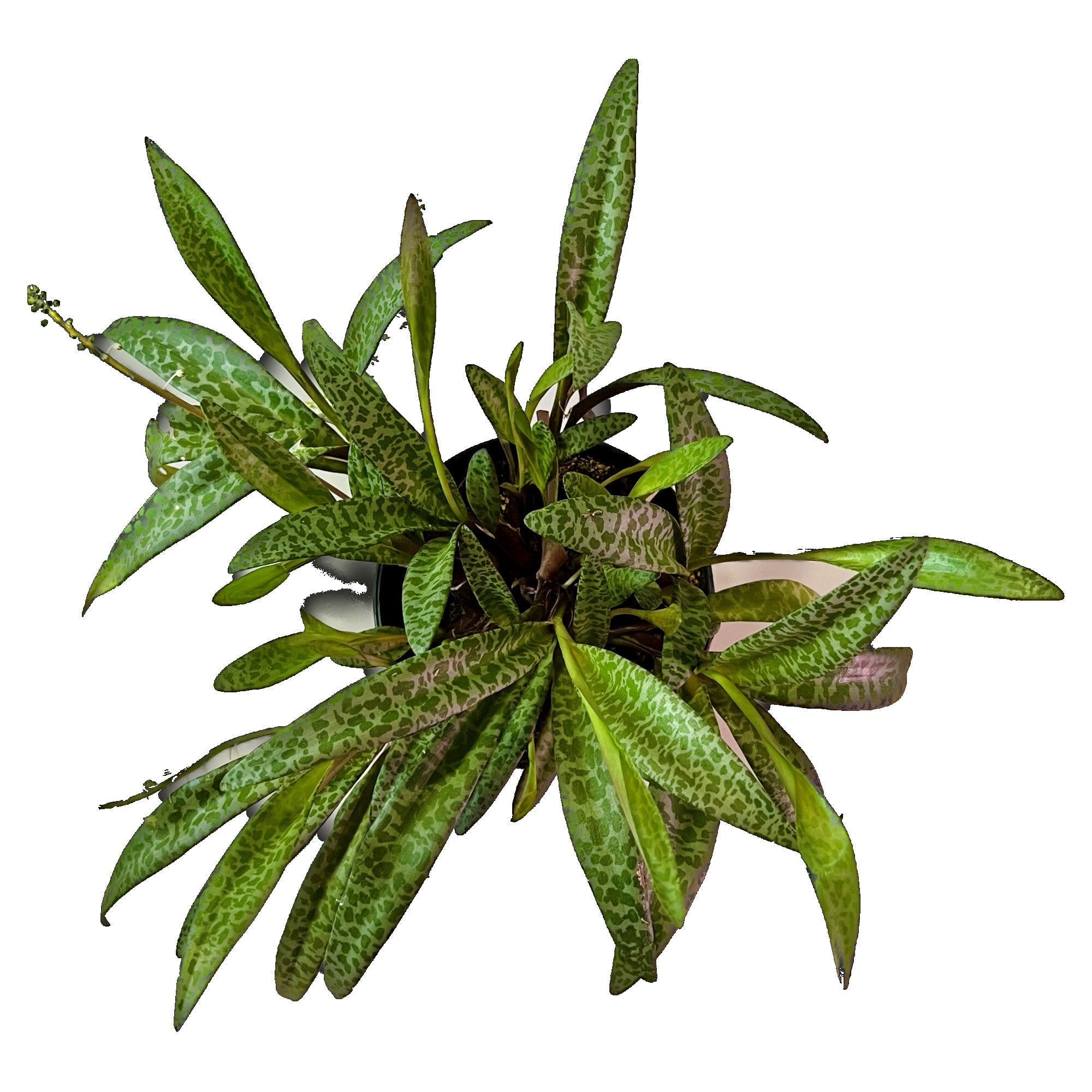 Silver Squill - Extra Large