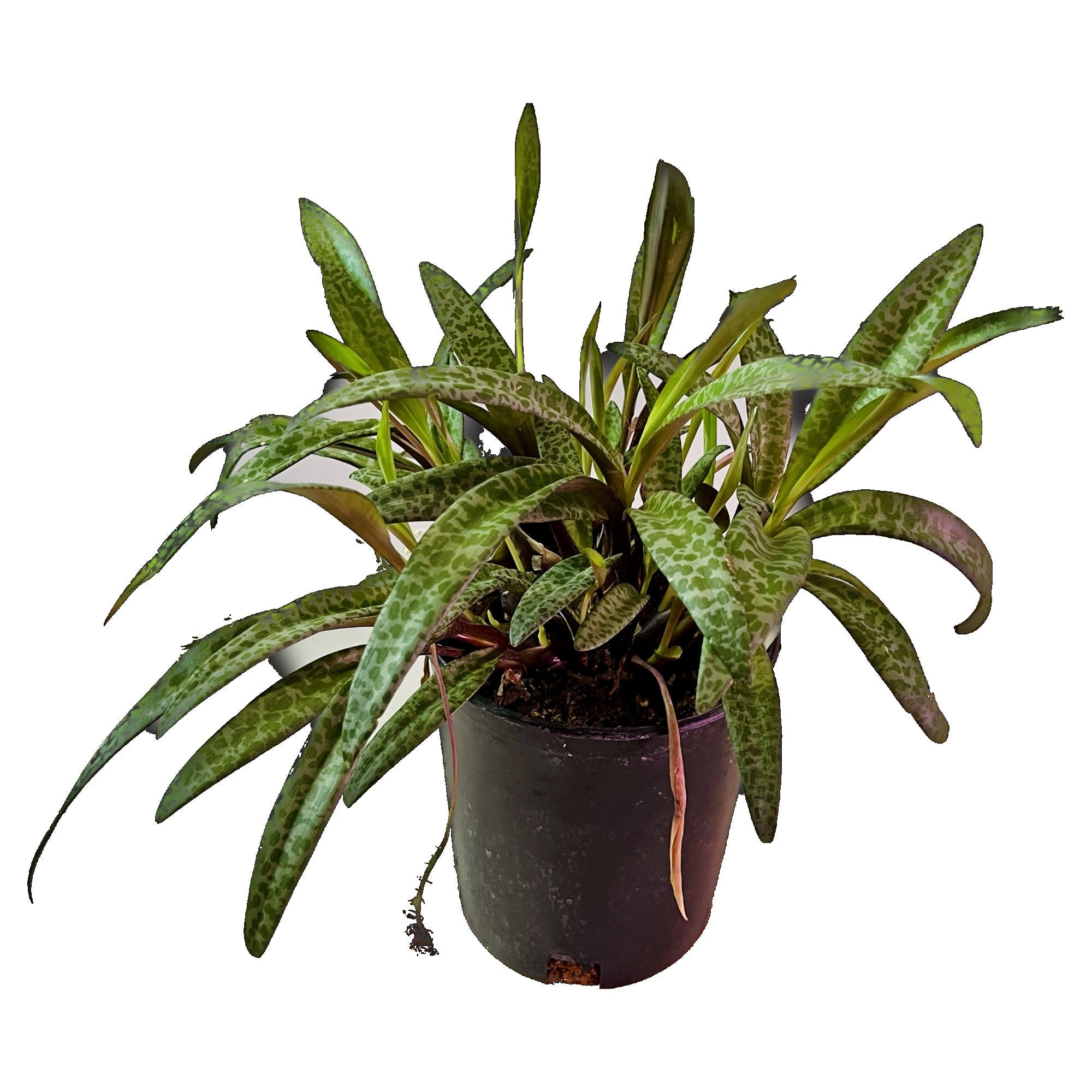Silver Squill - Extra Large