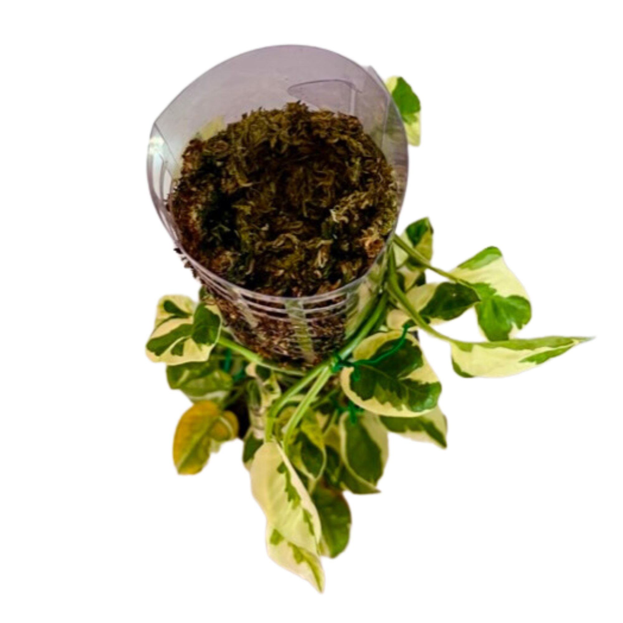 Snow Queen Pothos in 1/2 Gallon pot with Moss Pole