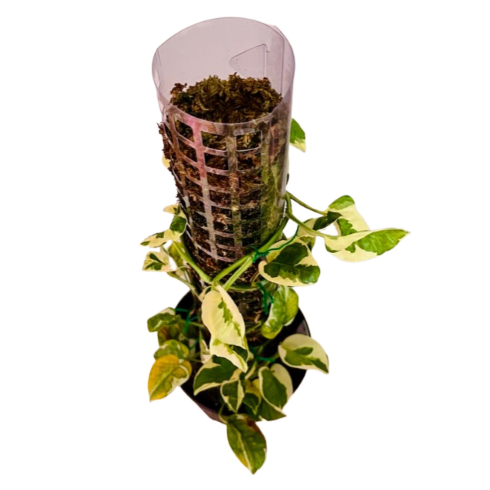 Snow Queen Pothos in 1/2 Gallon pot with Moss Pole