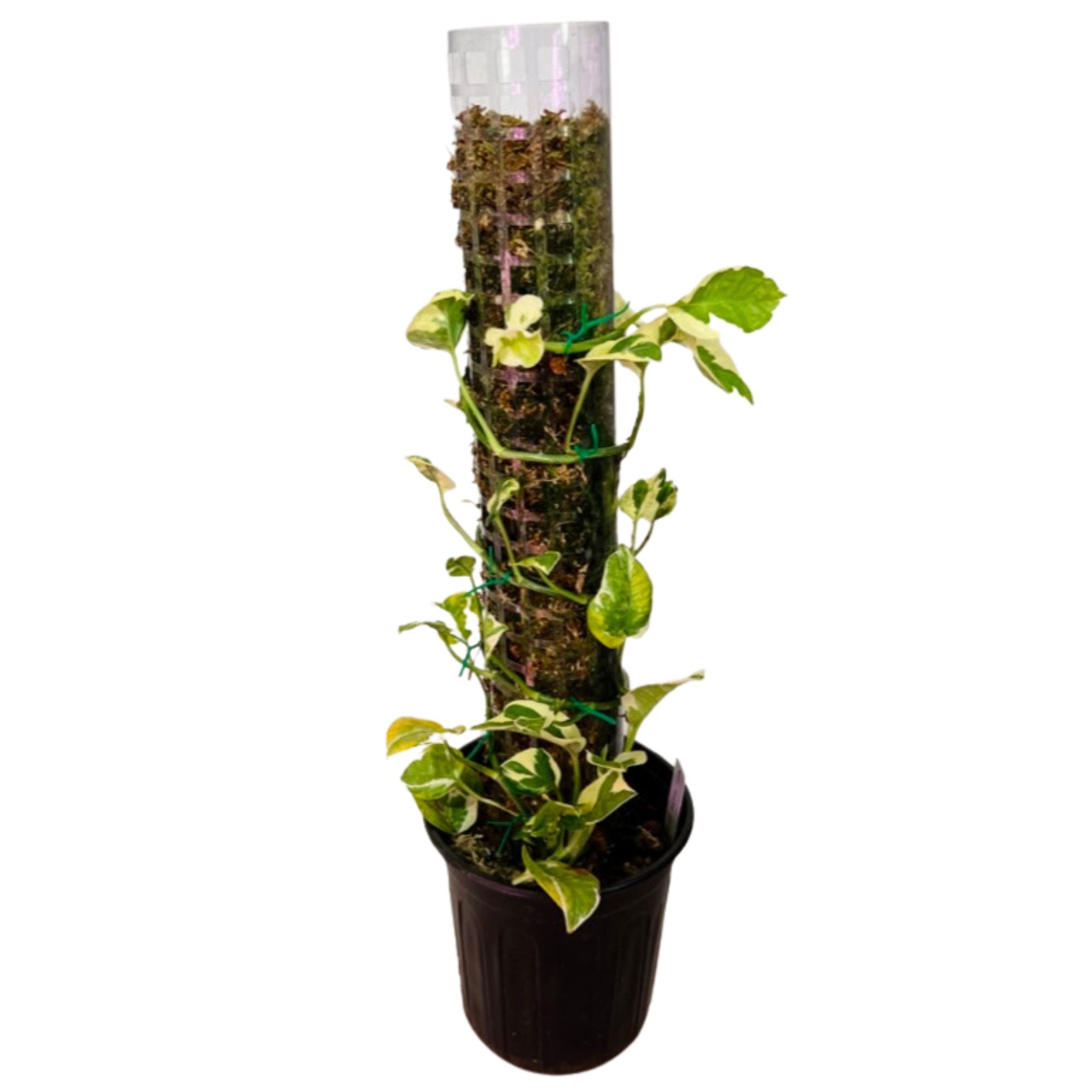 Snow Queen Pothos in 1/2 Gallon pot with Moss Pole