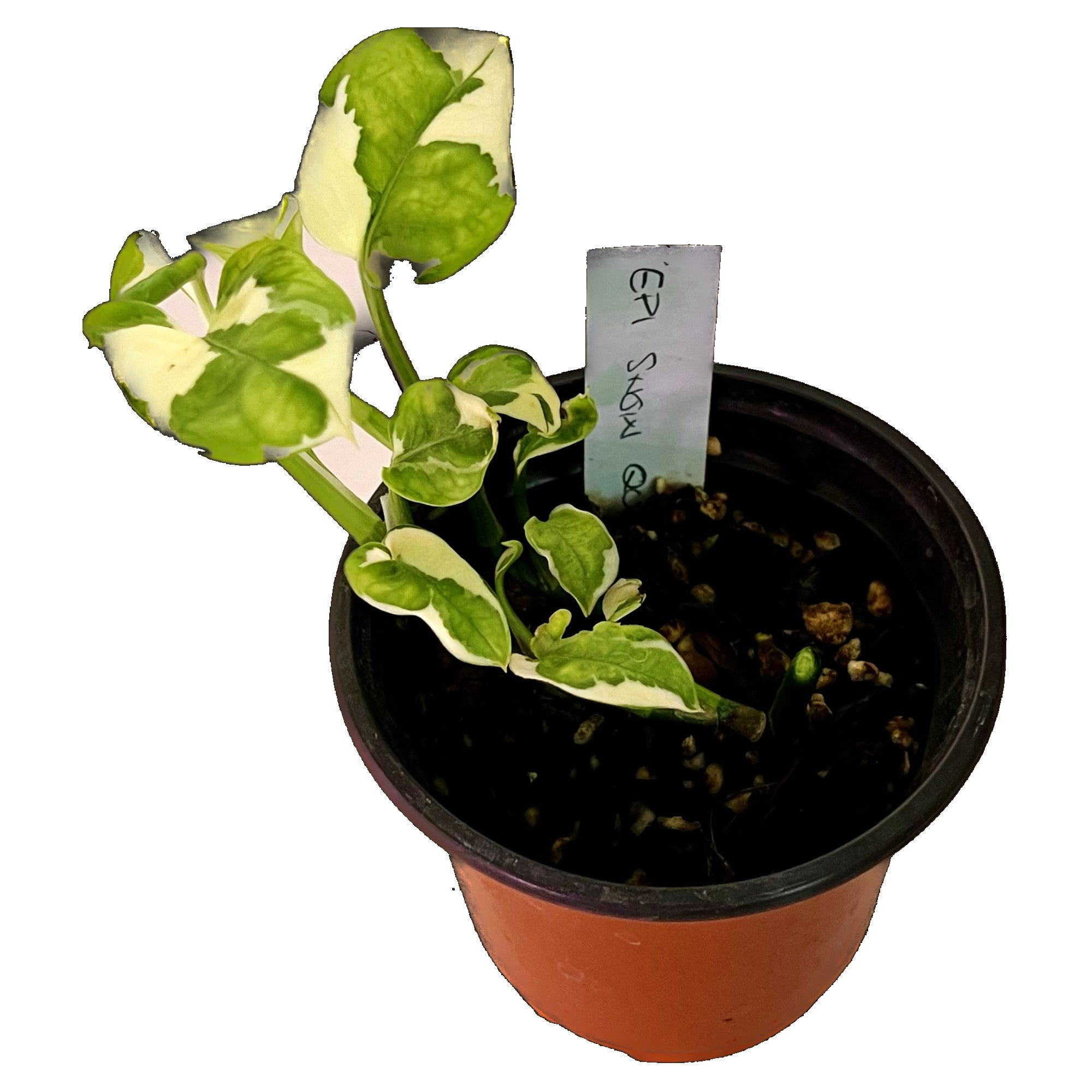 Snow Queen Pothos in 4" pot