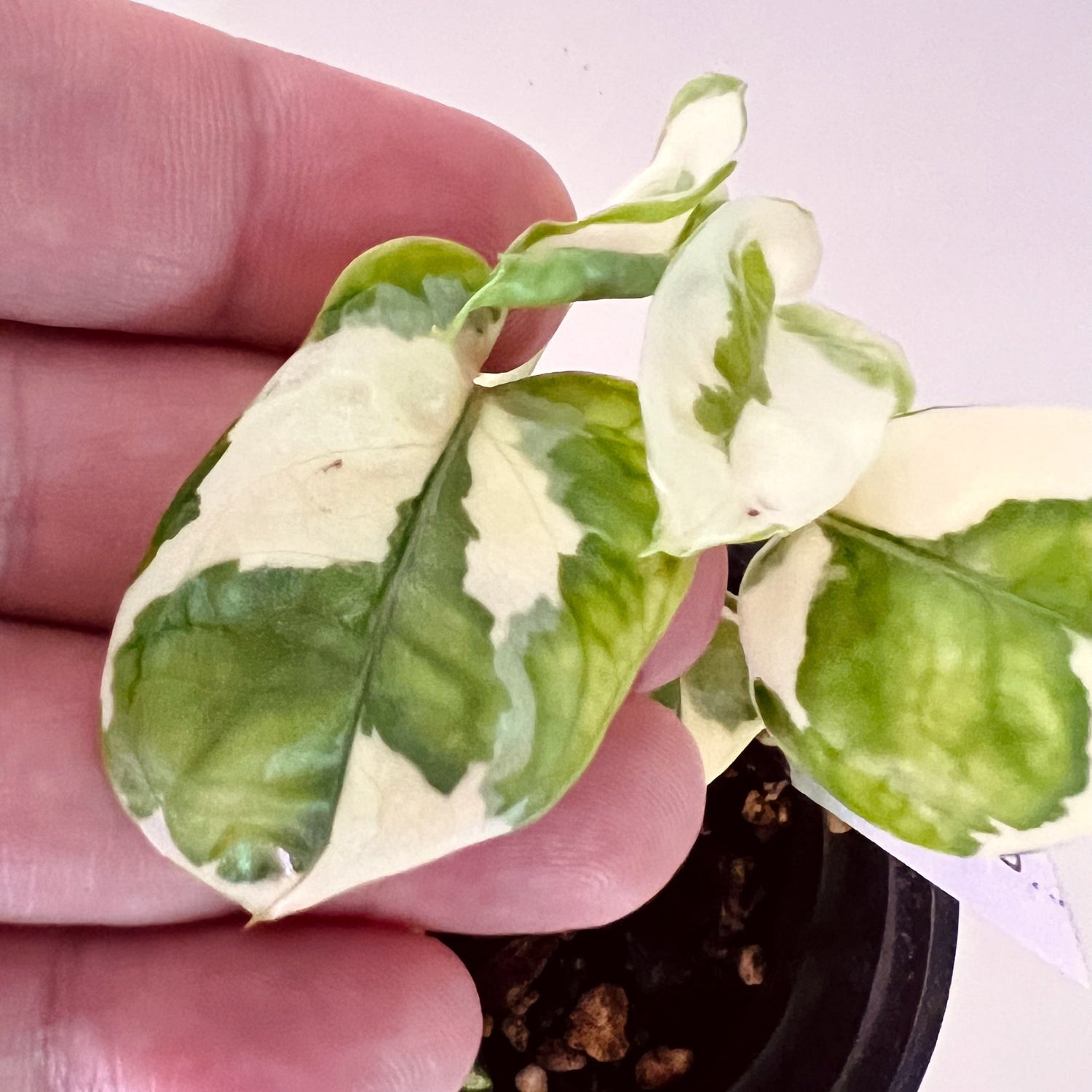 Snow Queen Pothos in 4" pot