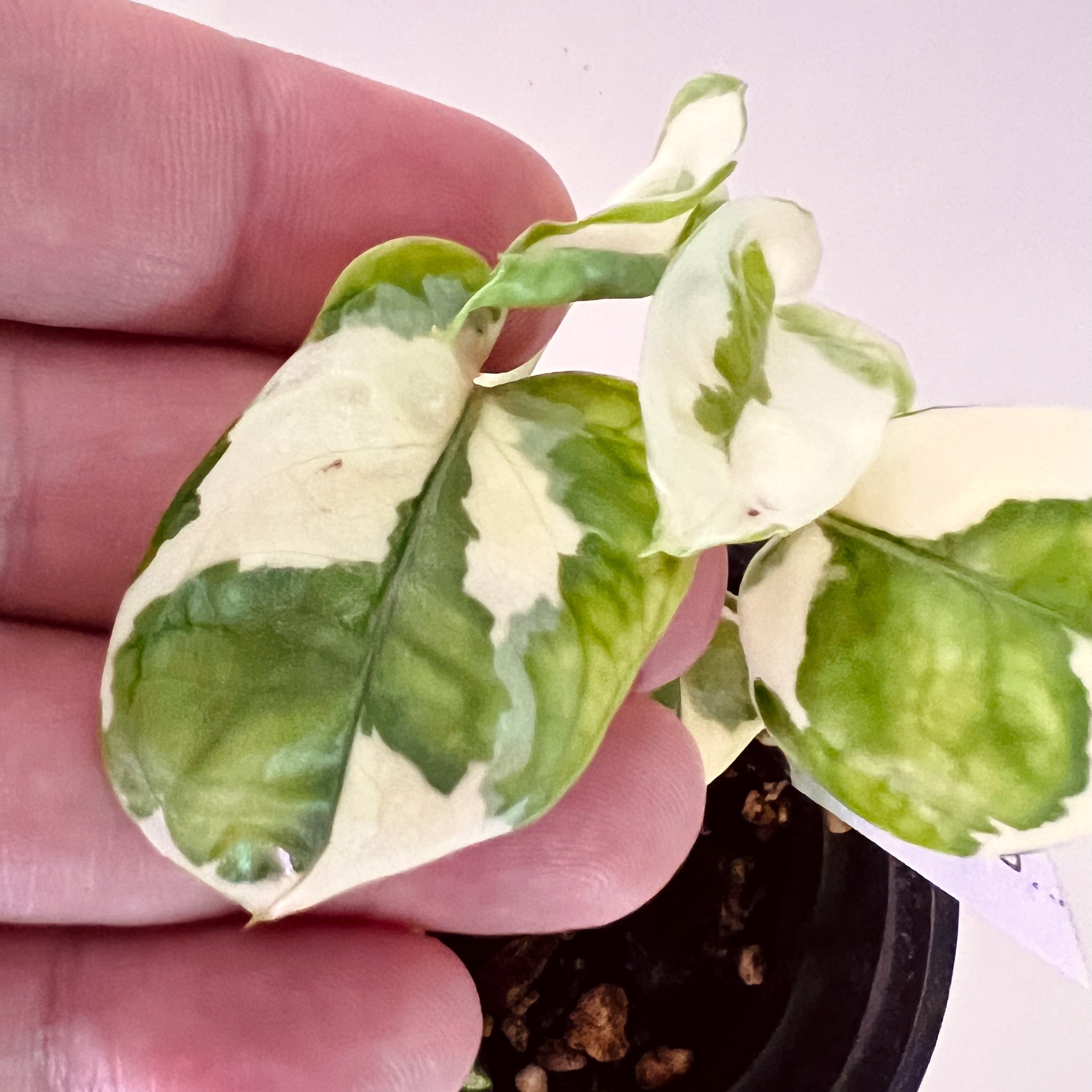 Snow Queen Pothos in 4" pot