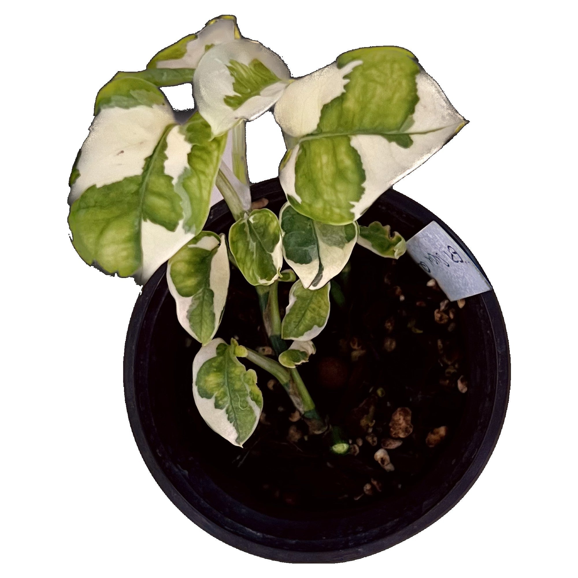 Snow Queen Pothos in 4" pot