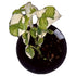 Snow Queen Pothos in 4" pot