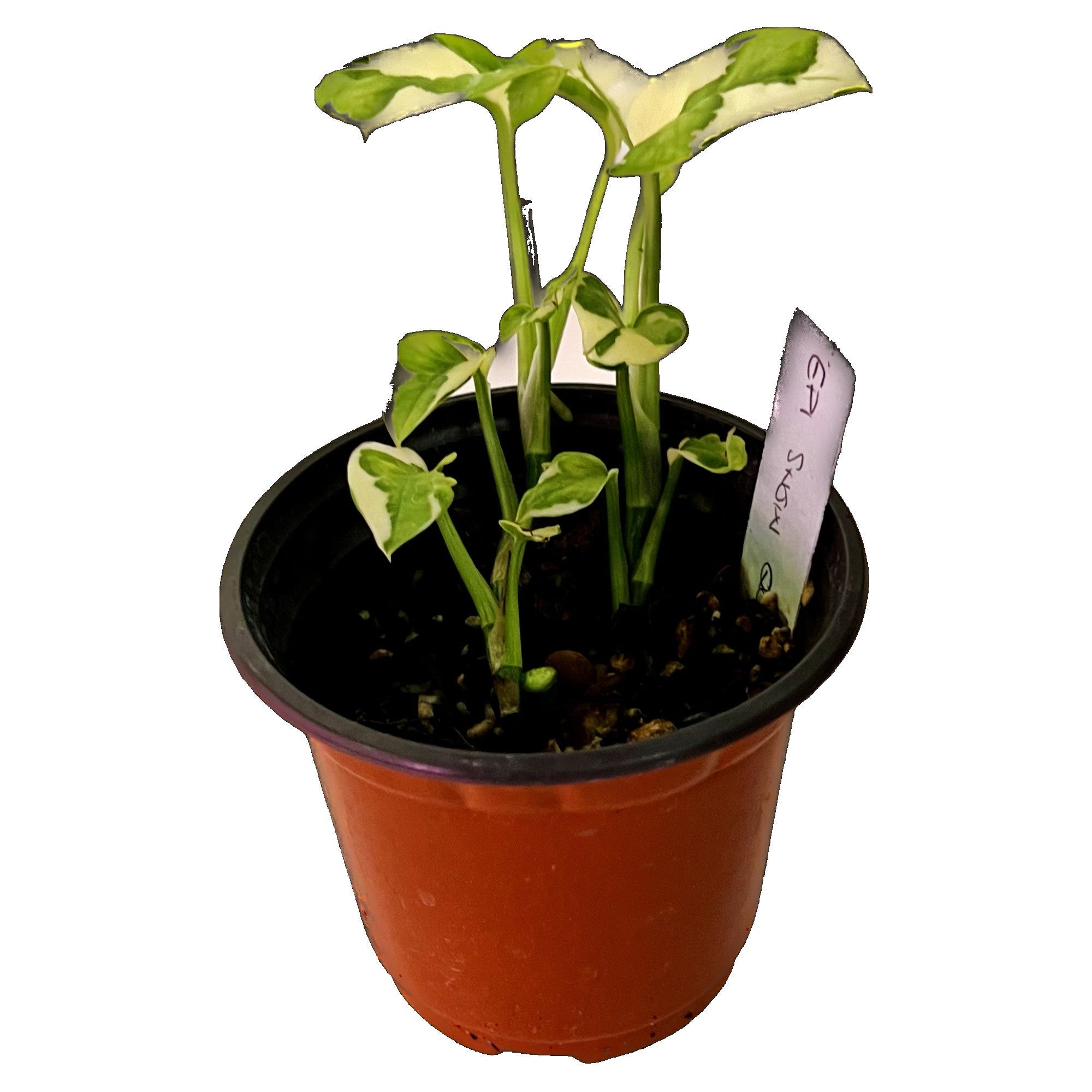 Snow Queen Pothos in 4" pot