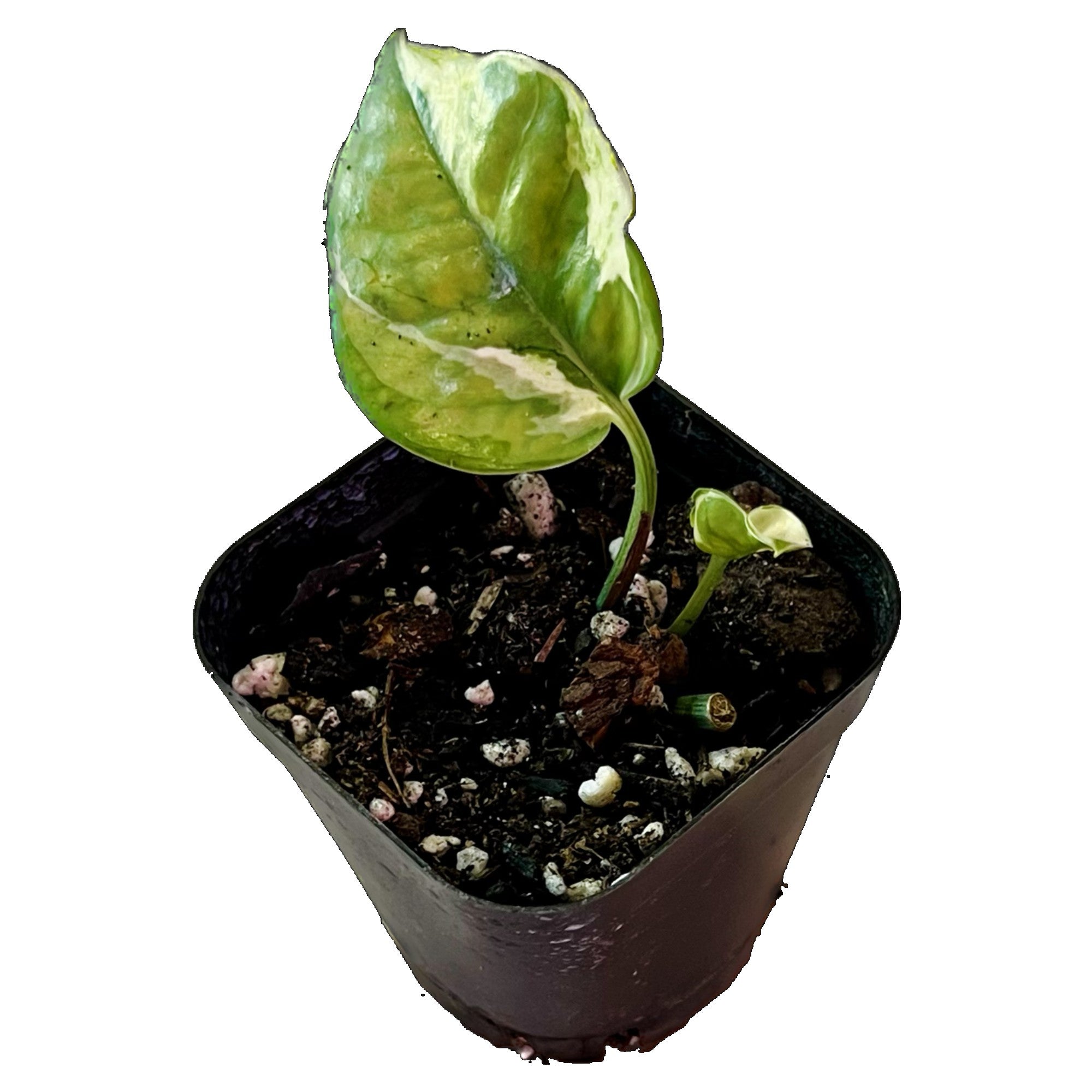 Snow Queen Pothos in 2" pot