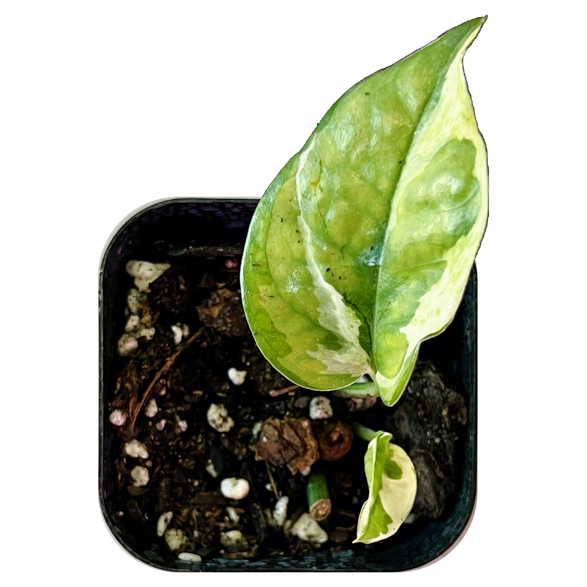 Snow Queen Pothos in 2" pot