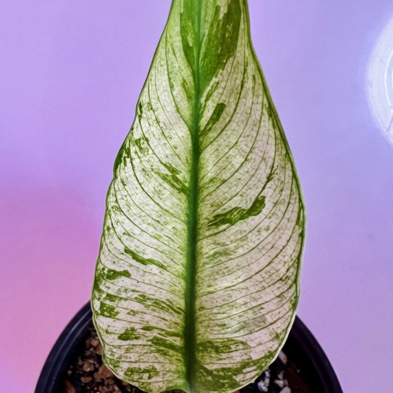 Peace Lily Domino Variegated in 6" pot
