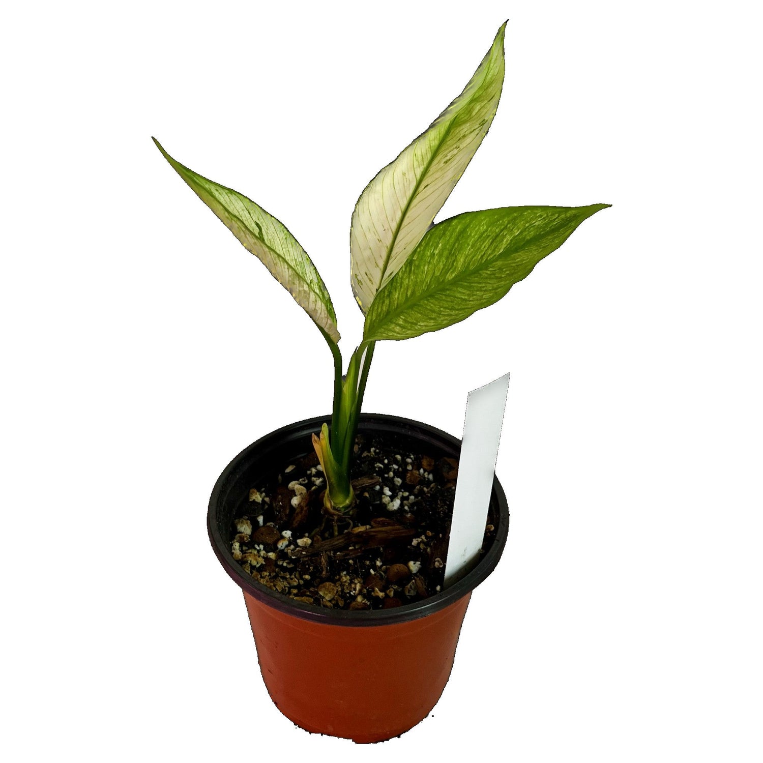 Peace Lily Domino Variegated in 6" pot